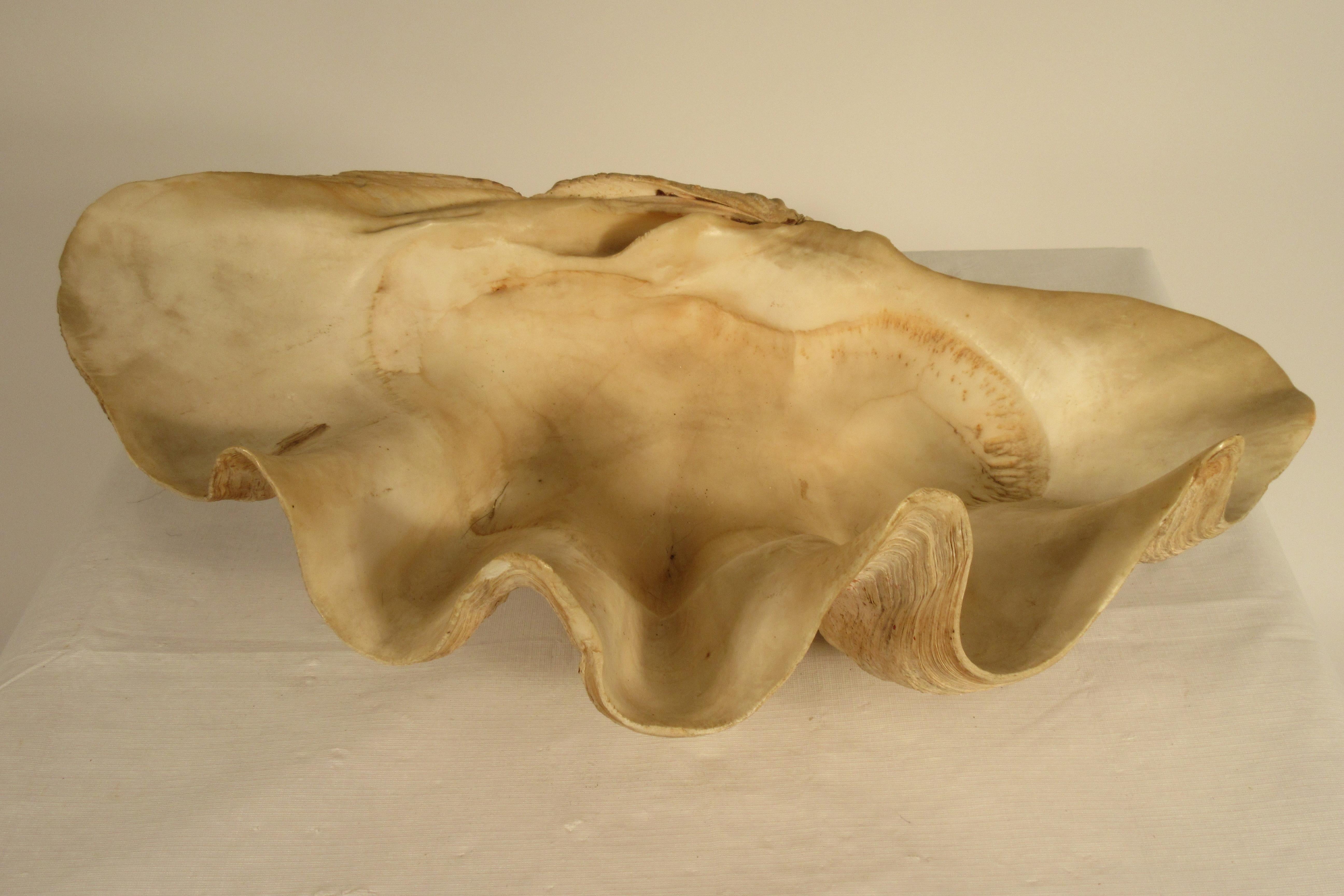 Mid-19th Century Large Clam Shell