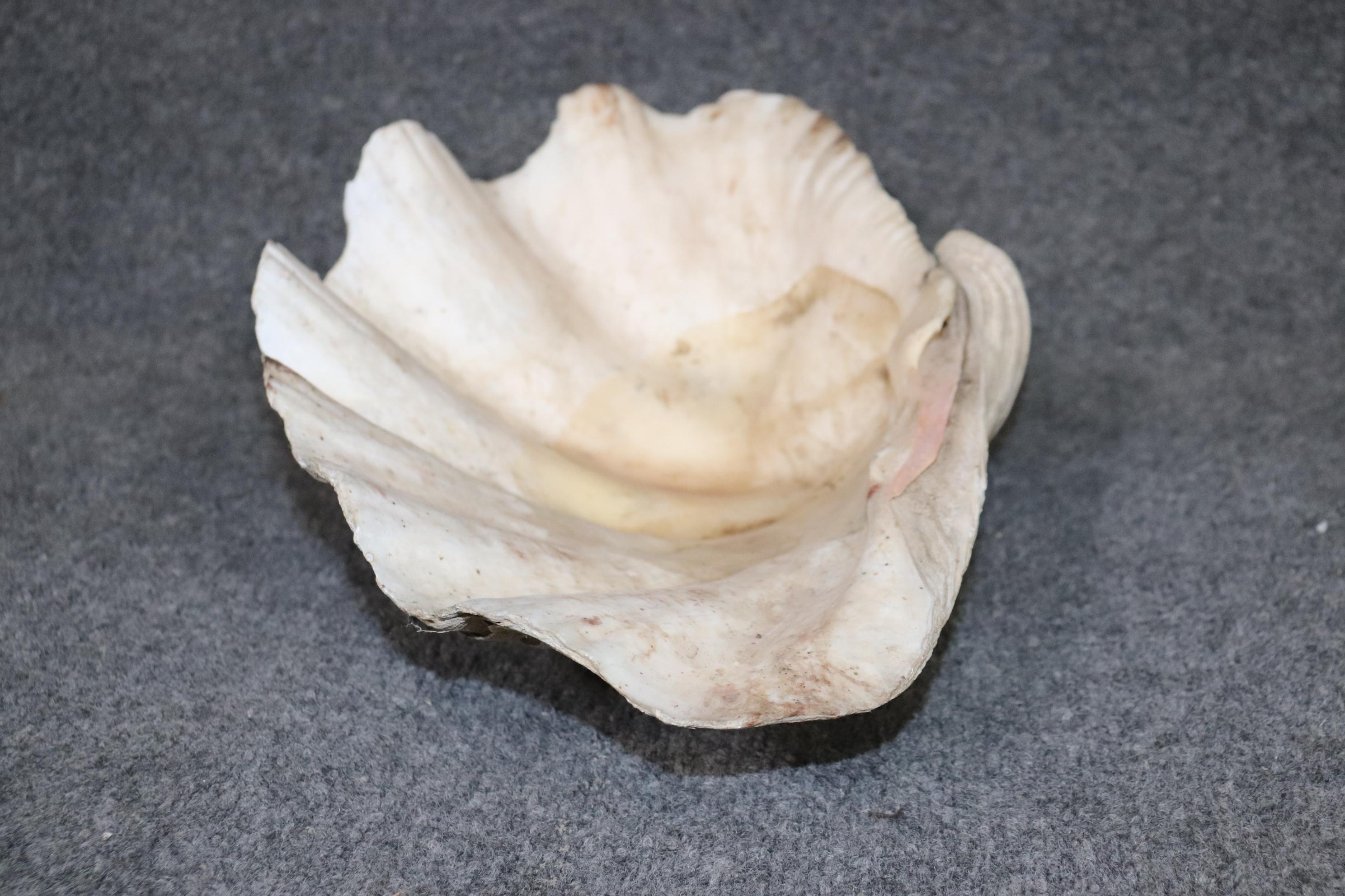 giant clam shell