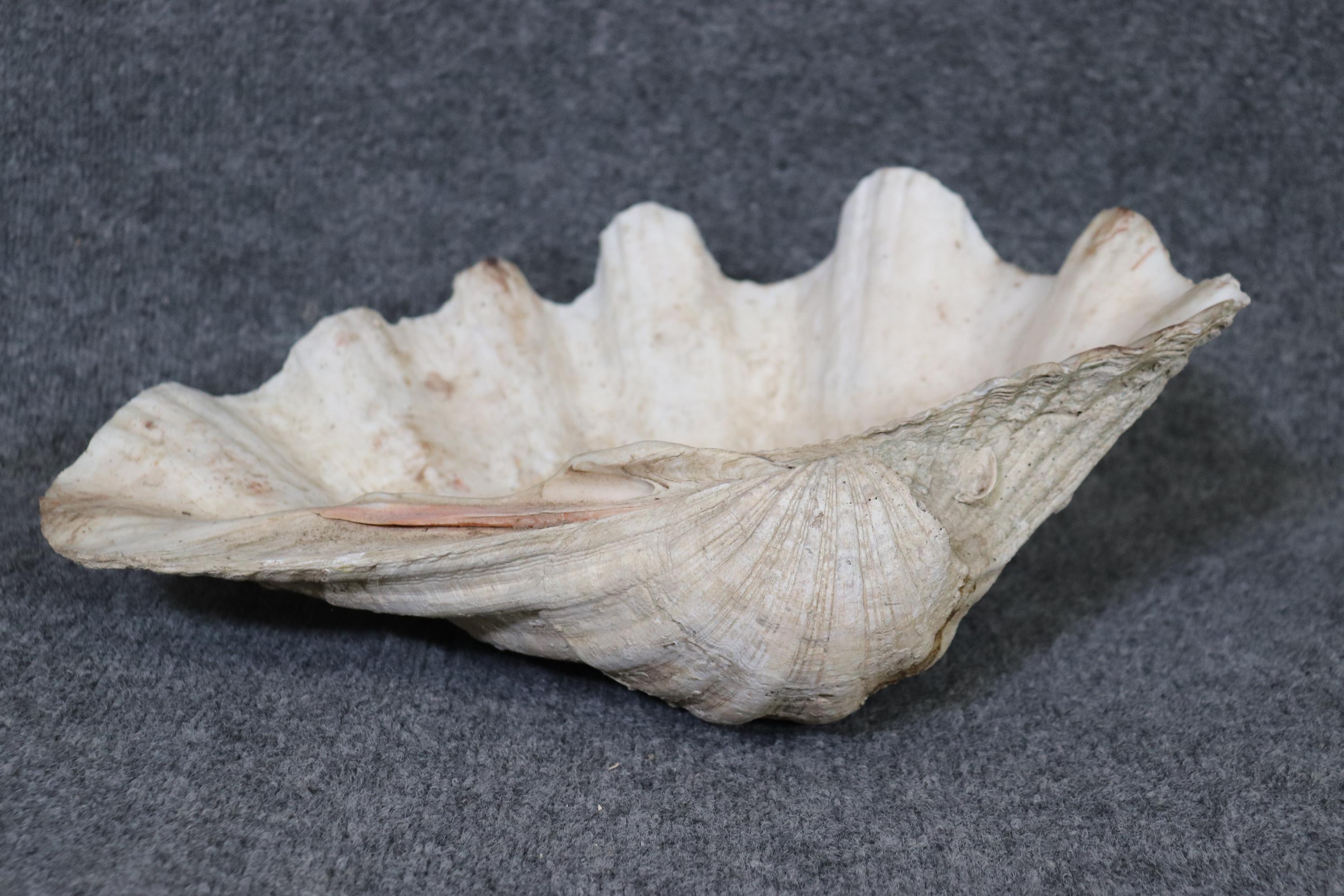 open clam
