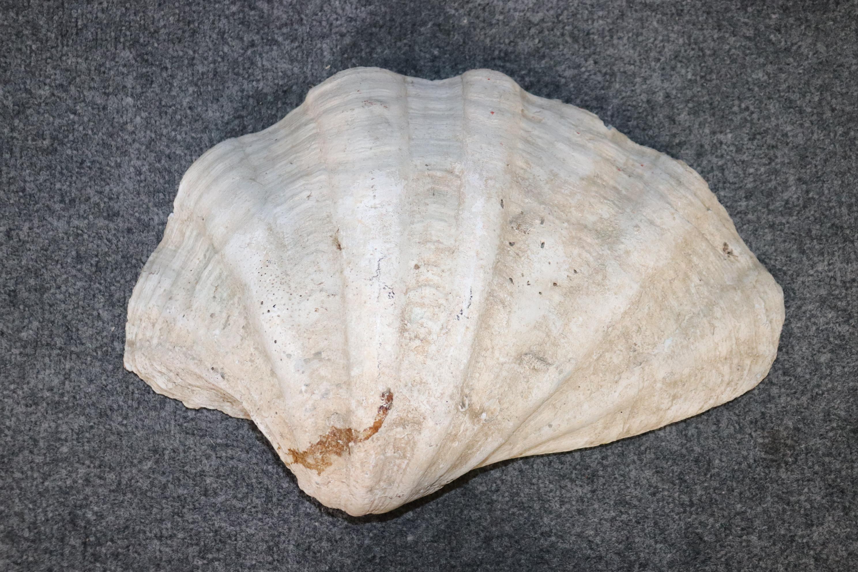 Large Clam Shell In Good Condition In Swedesboro, NJ