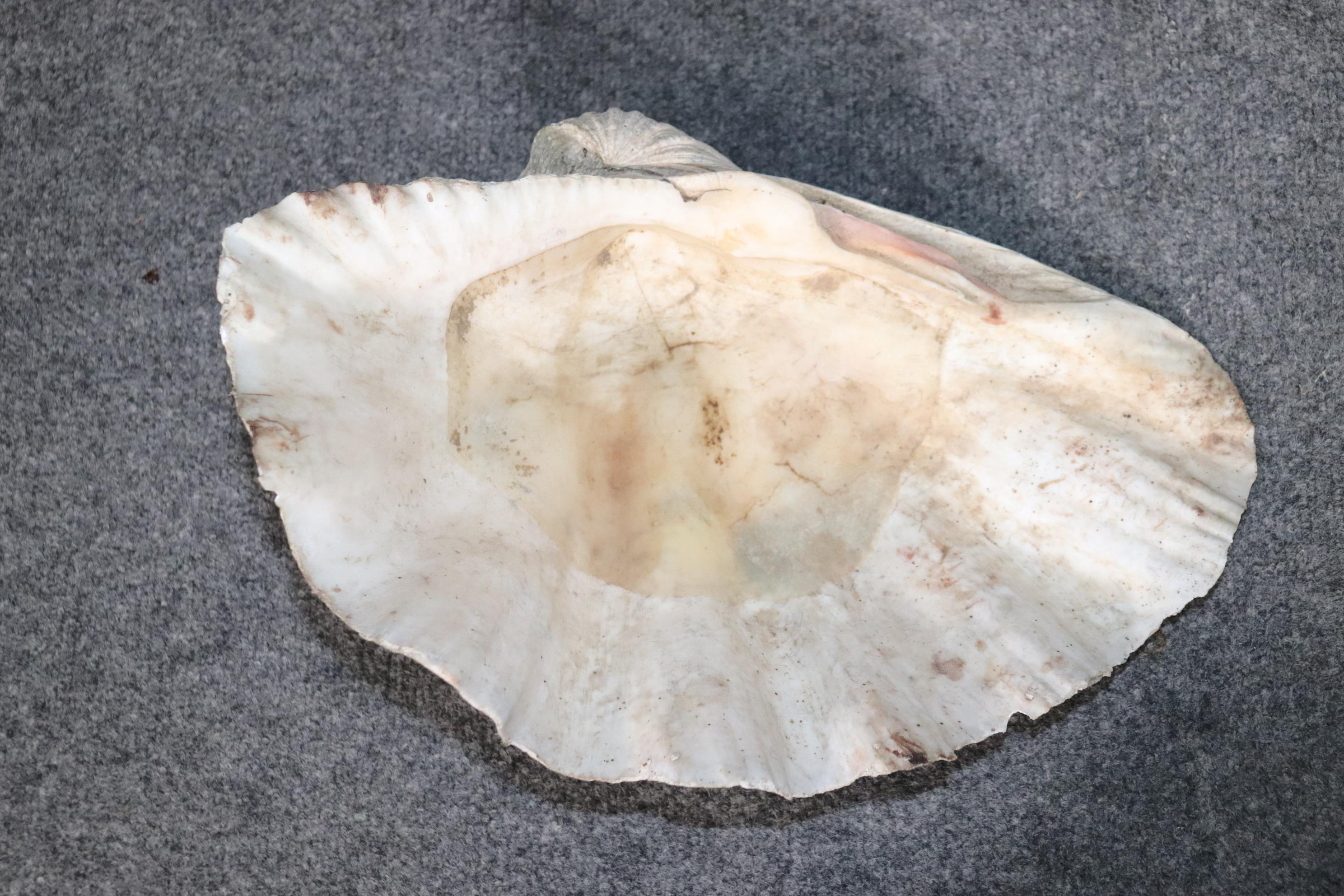 Large Clam Shell 1