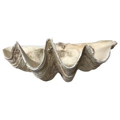 Large Clam Shell