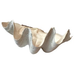Large Clam Shell