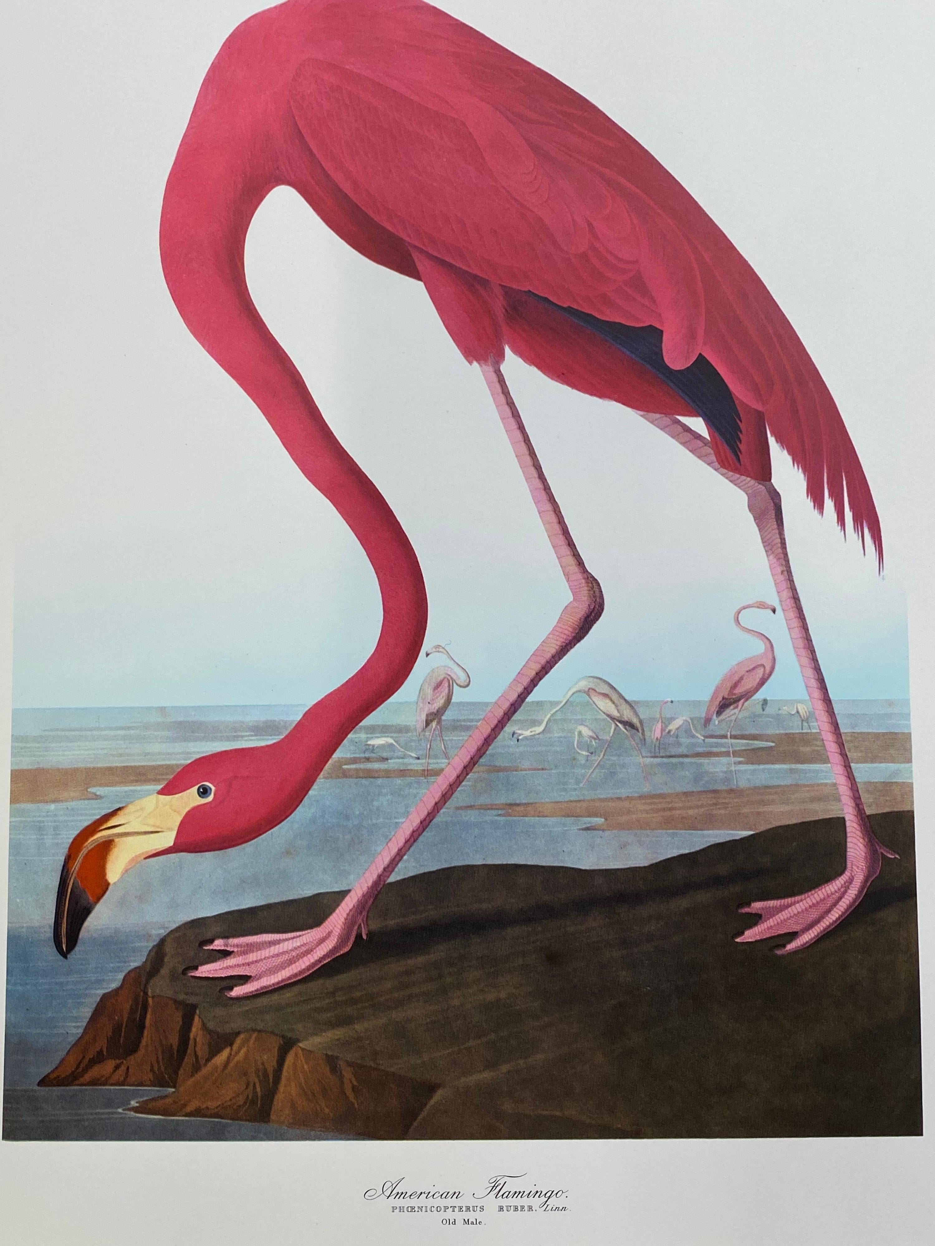 Classical Bird print, 
after John James Audubon, 
printed by Harry N. Abrams, Publishers, New York
unframed, 17 x 14 inches color print on paper
condition: very good
provenance: from a private collector here in the UK. 

Free Shipping