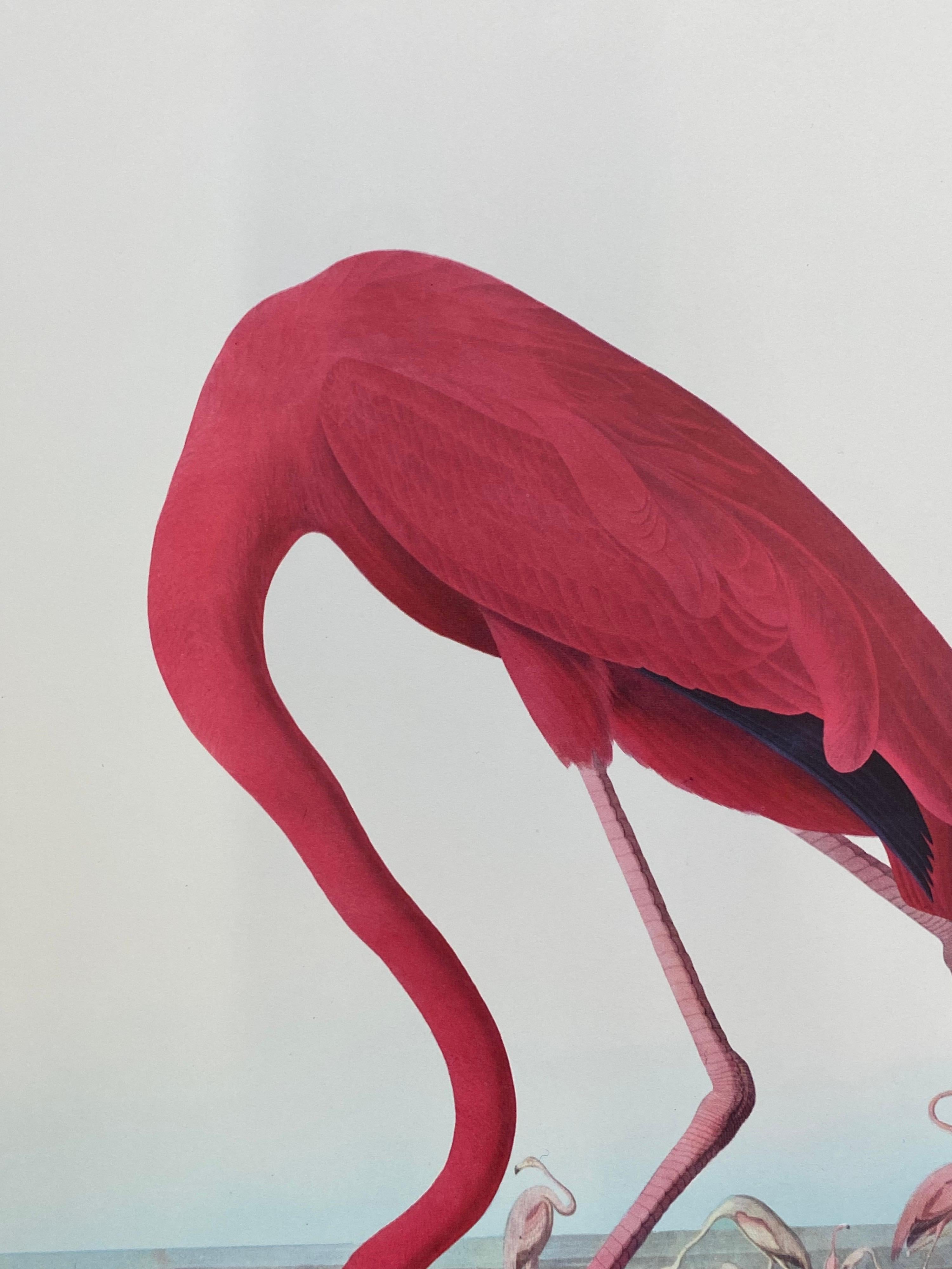 Large Classical Bird Color Print after John James Audubon, American Flamingo In Excellent Condition For Sale In Cirencester, GB