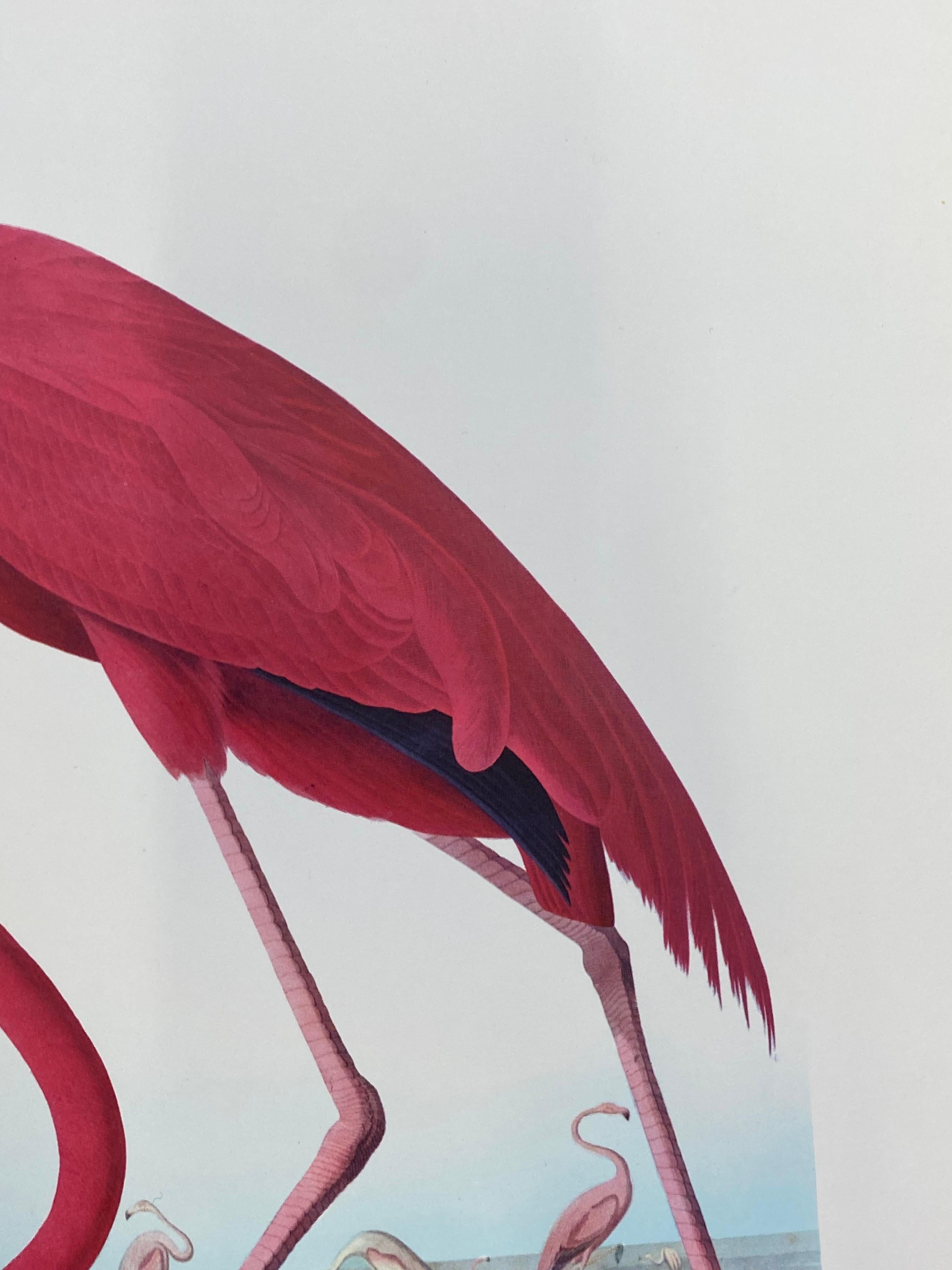 20th Century Large Classical Bird Color Print after John James Audubon, American Flamingo For Sale