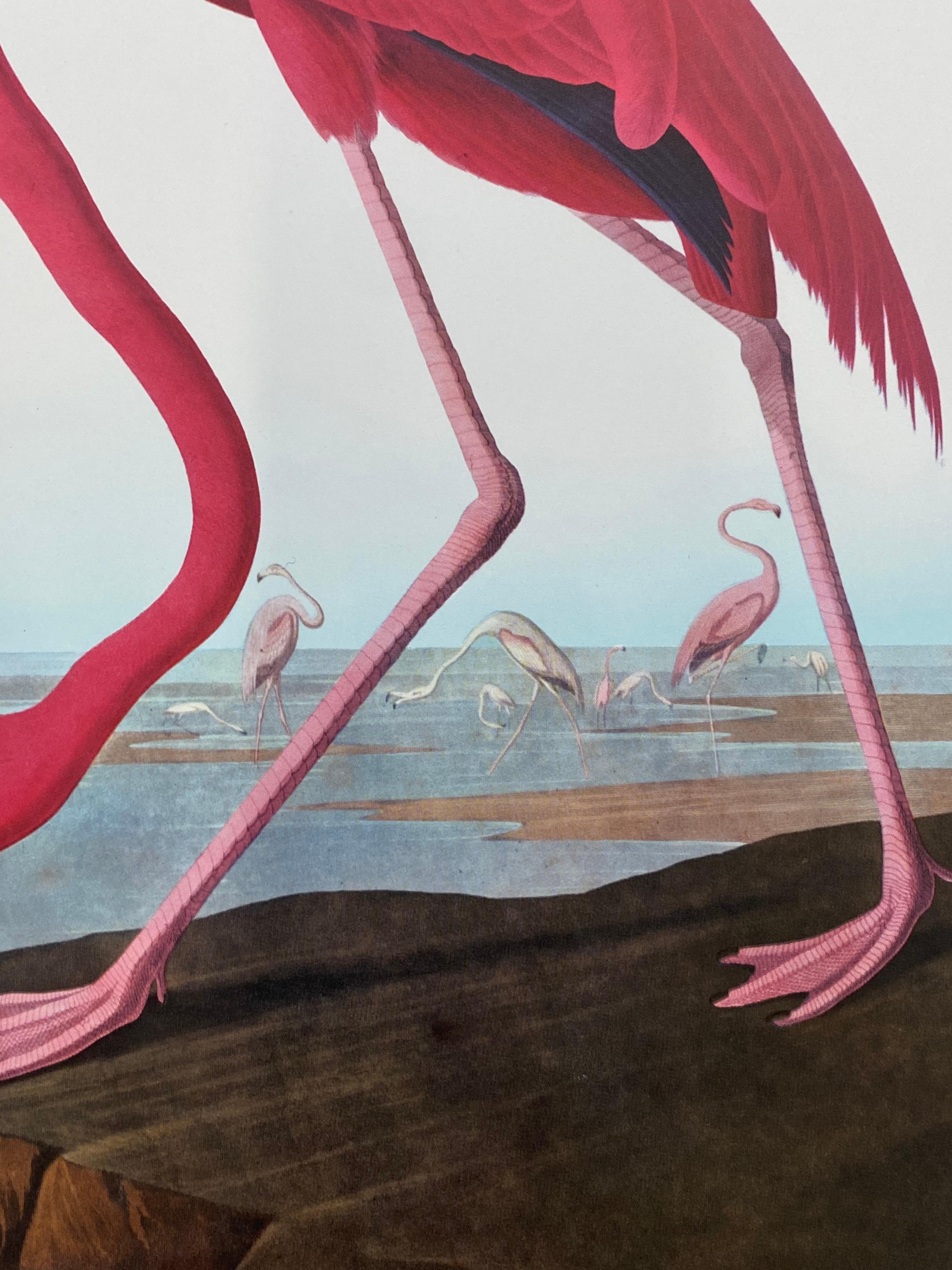 Other Large Classical Bird Color Print after John James Audubon, American Flamingo For Sale