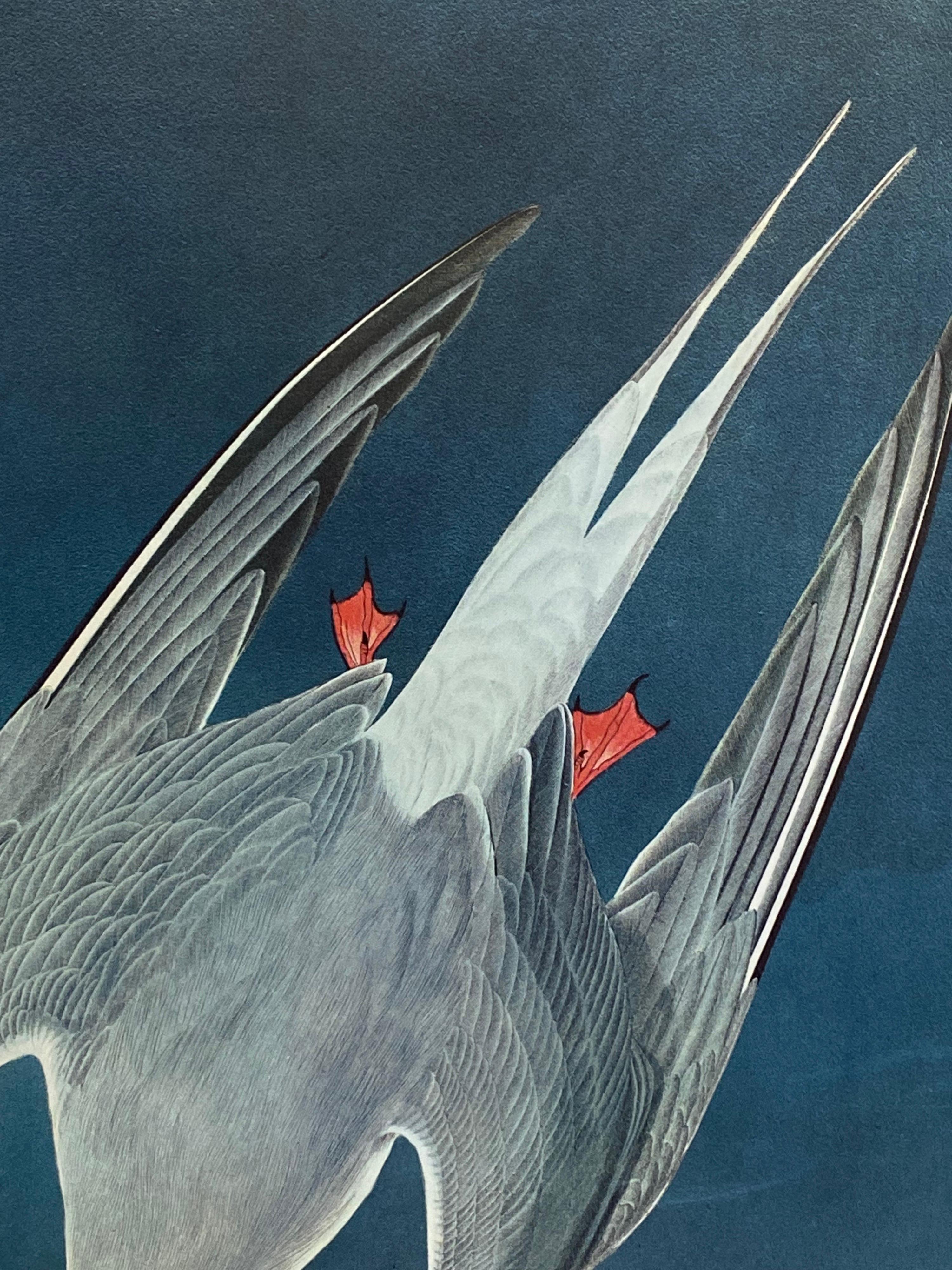 20th Century Large Classical Bird Color Print after John James Audubon, Artic Tern For Sale