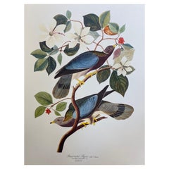 Large Classical Bird Color Print After John James Audubon, Band-Tailed Pigeon