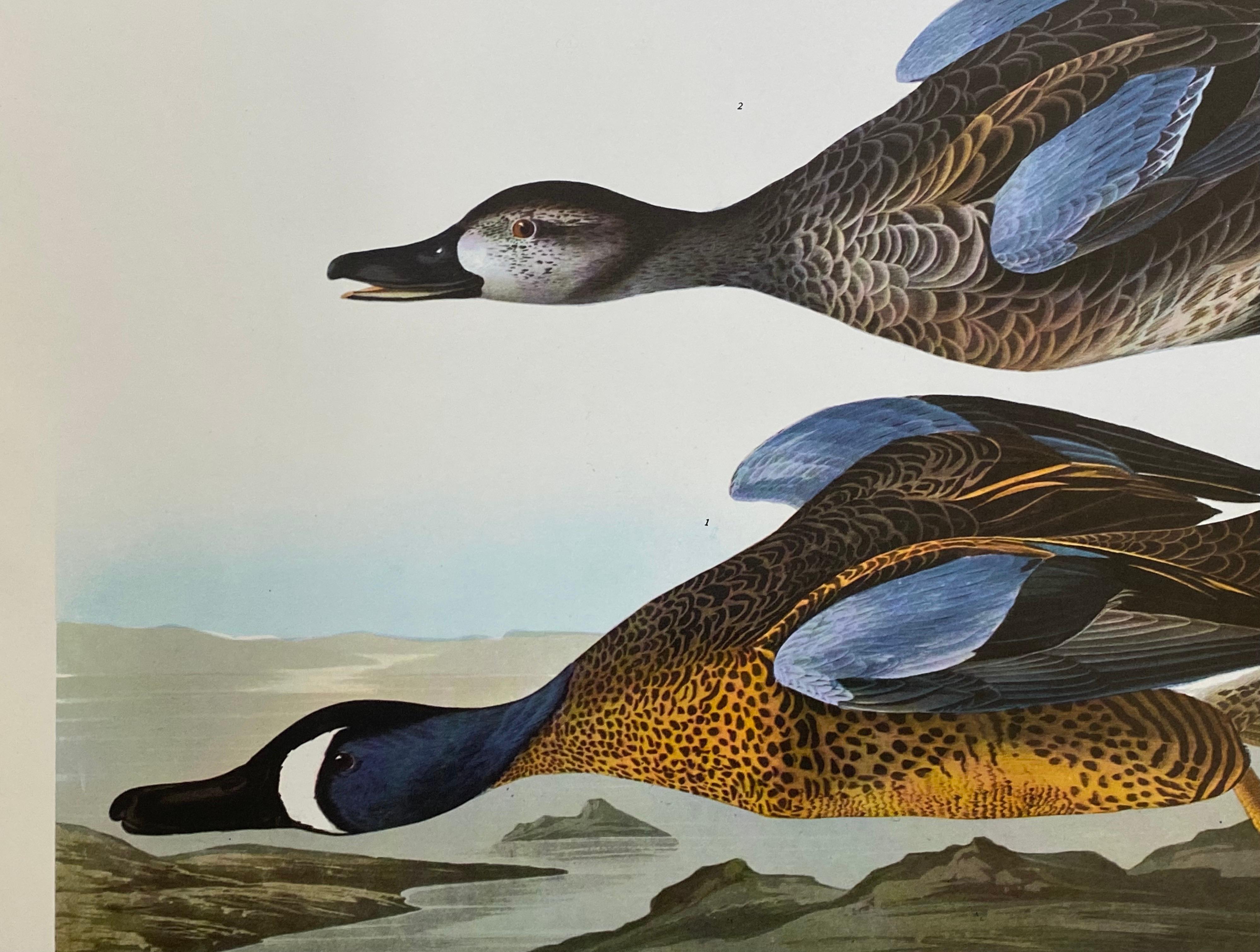 Victorian Large Classical Bird Color Print After John James Audubon, Blue Winged Teal For Sale