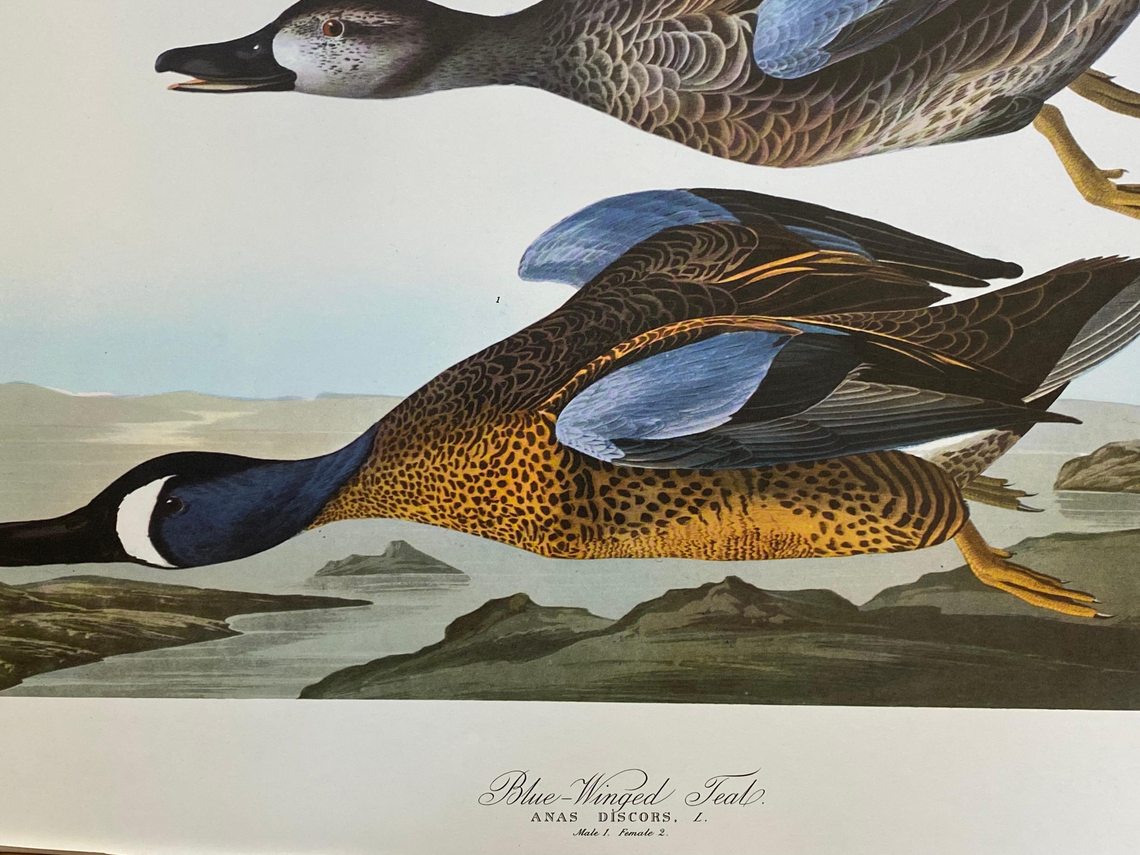 Large Classical Bird Color Print After John James Audubon, Blue Winged Teal In Excellent Condition For Sale In Cirencester, GB