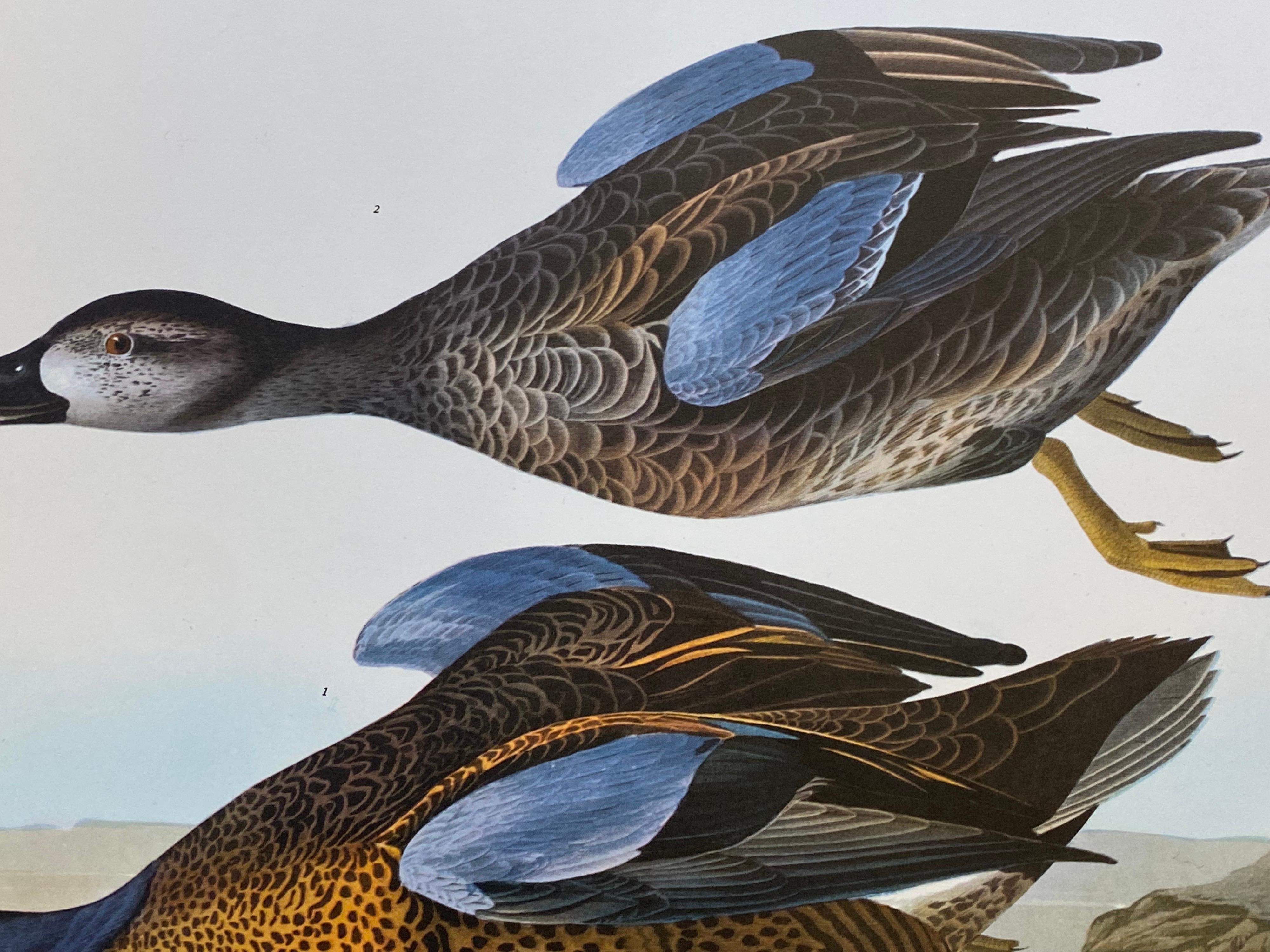 20ième siècle Grande estampe classique en couleur oiseau ailé bleu sarcelle d'après John James Audubon en vente