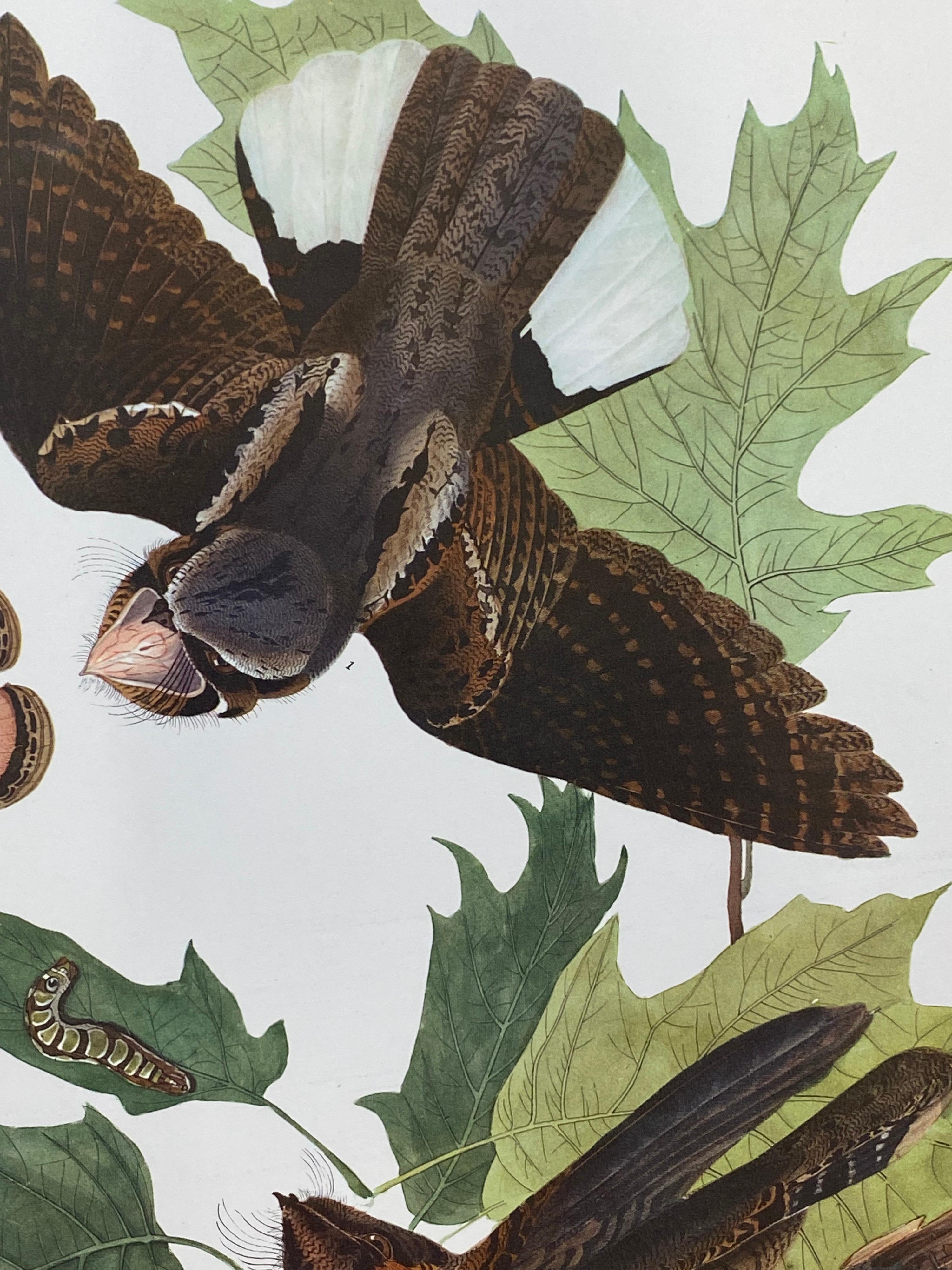 20th Century Large Classical Bird Color Print after John James Audubon, Brown Pelican For Sale