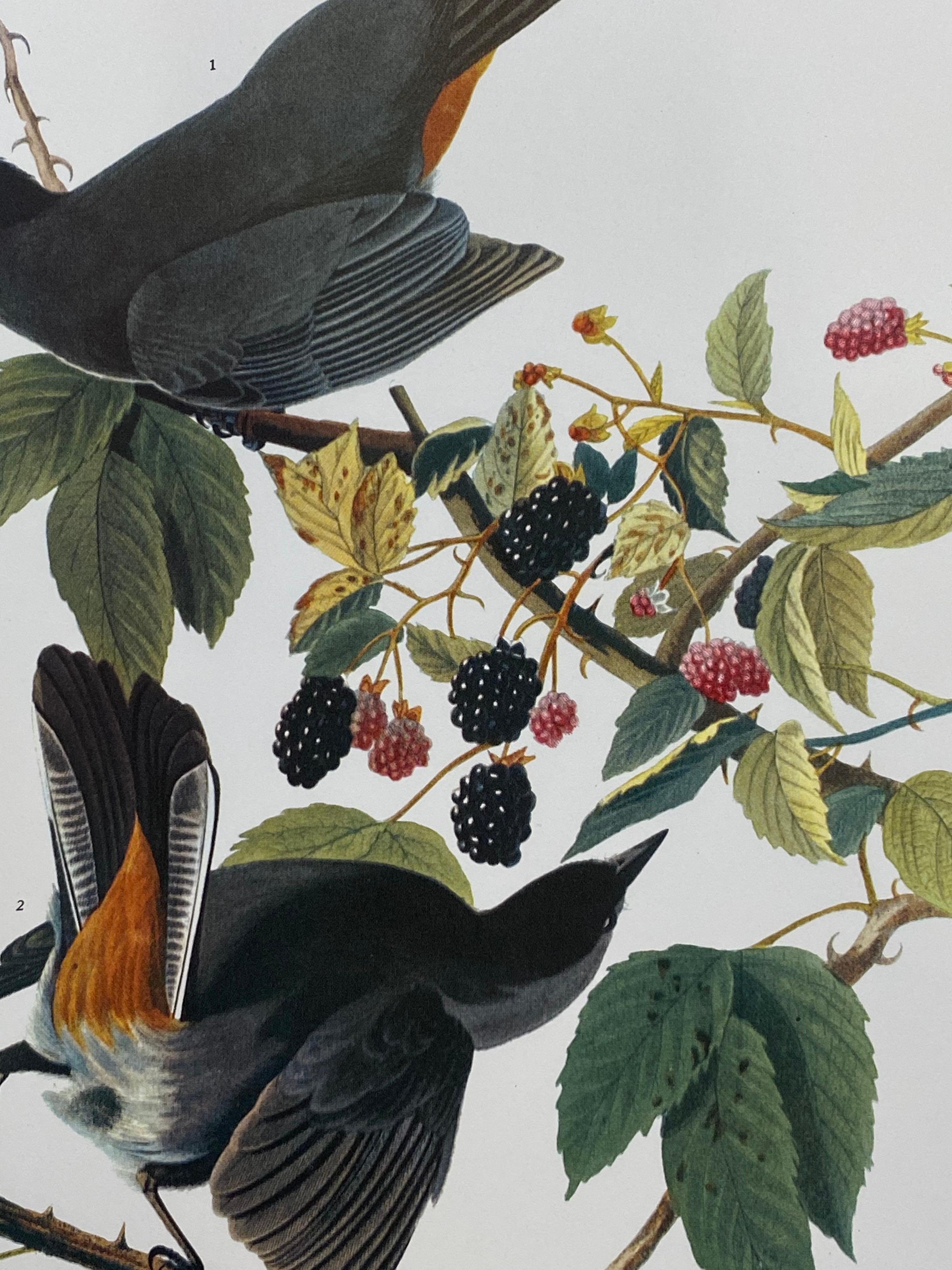 Victorian Large Classical Bird Color Print after John James Audubon, Canada Jay For Sale