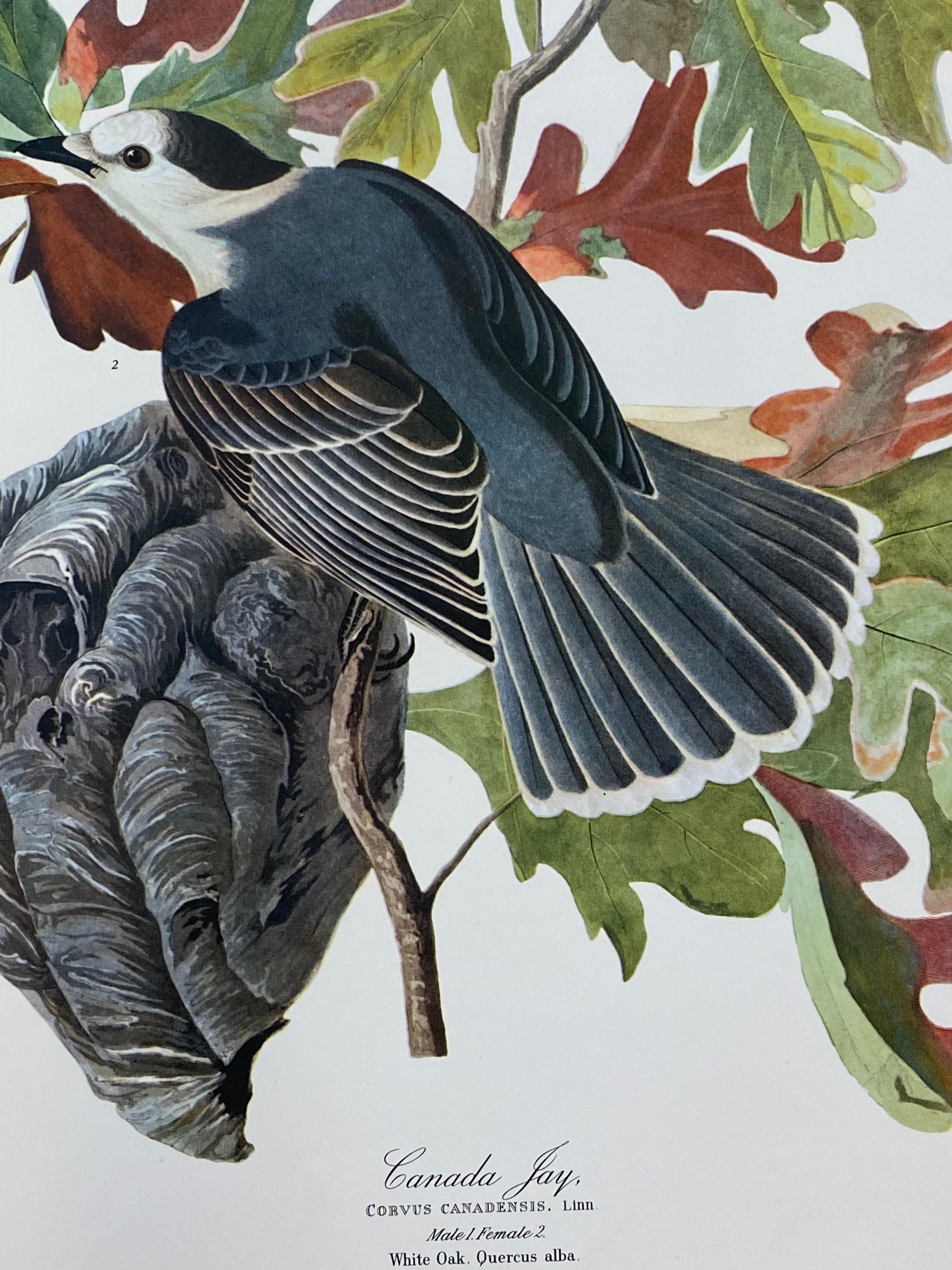 20th Century Large Classical Bird Color Print after John James Audubon, Canada Jay For Sale