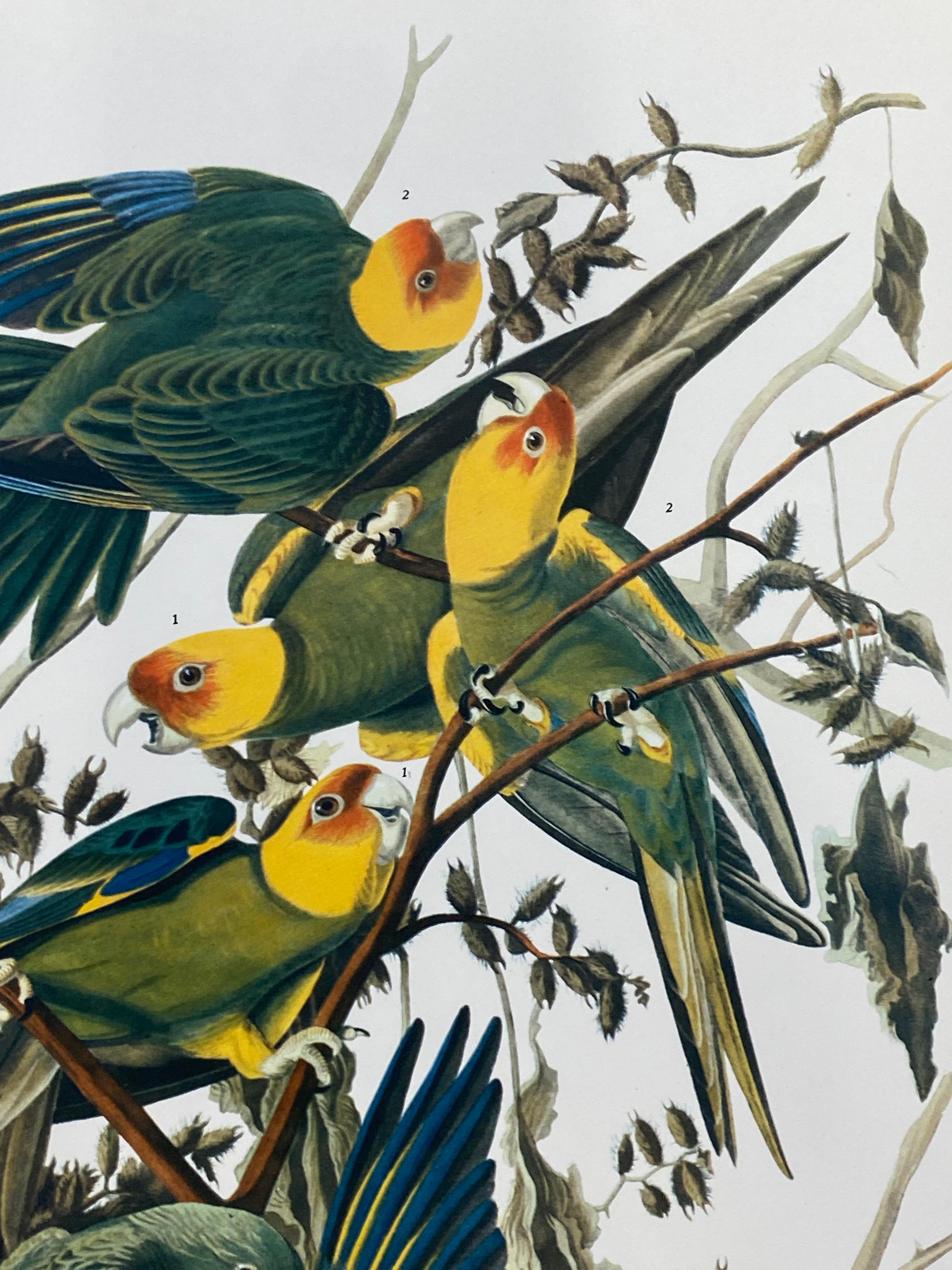 Victorian Large Classical Bird Color Print After John James Audubon, Carolina Parrot For Sale