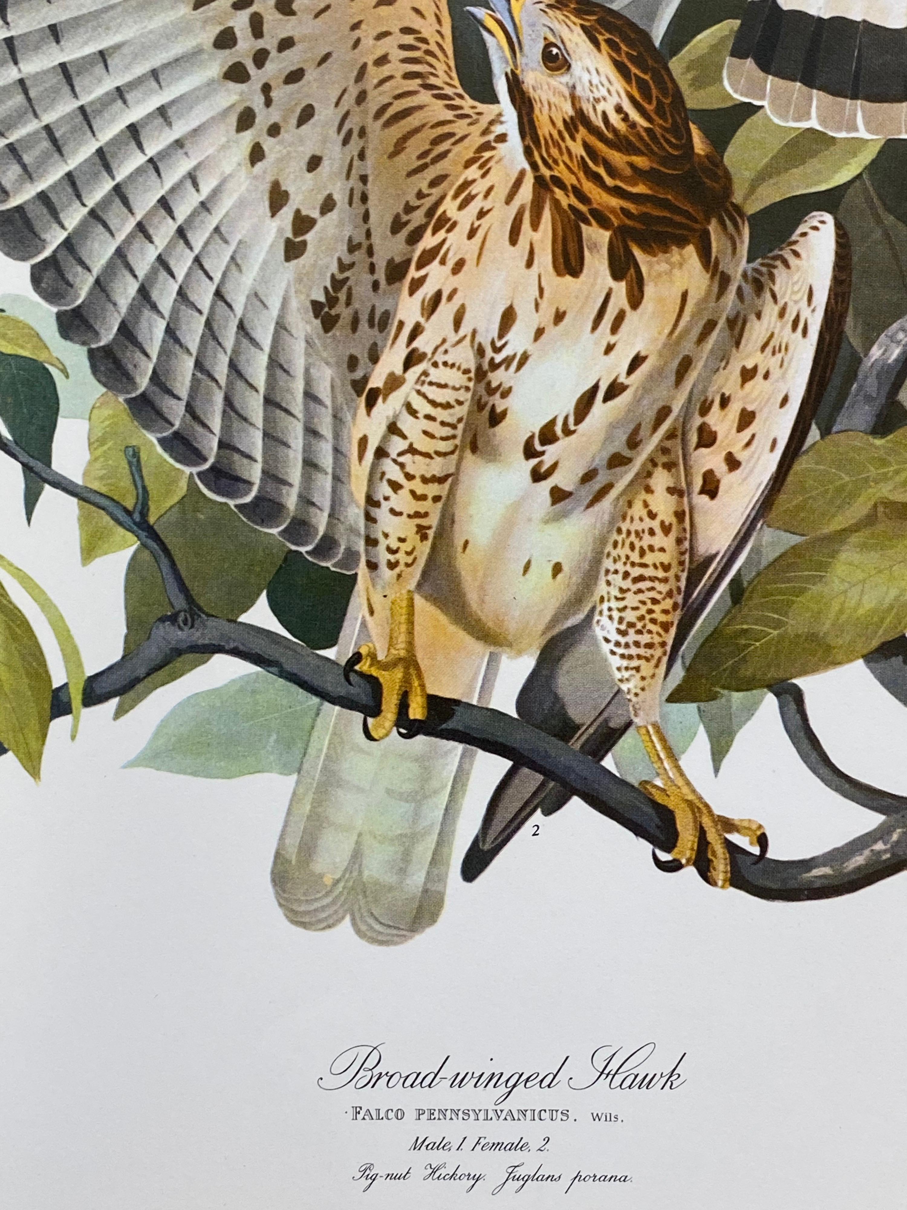 Large Classical Bird Color Print After John James Audubon, Cat Bird In Excellent Condition For Sale In Cirencester, GB