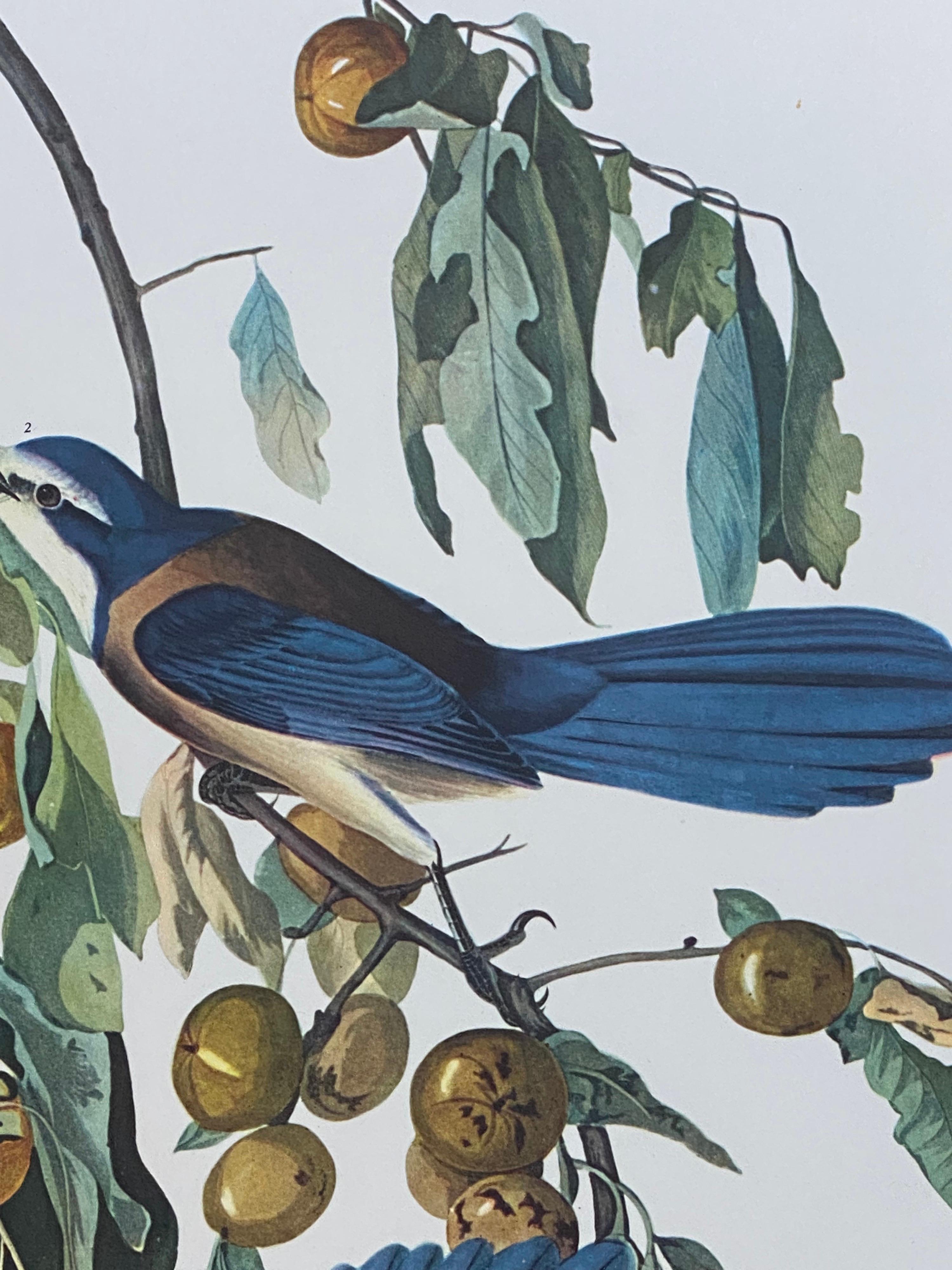 Victorian Large Classical Bird Color Print after John James Audubon, Florida Jay