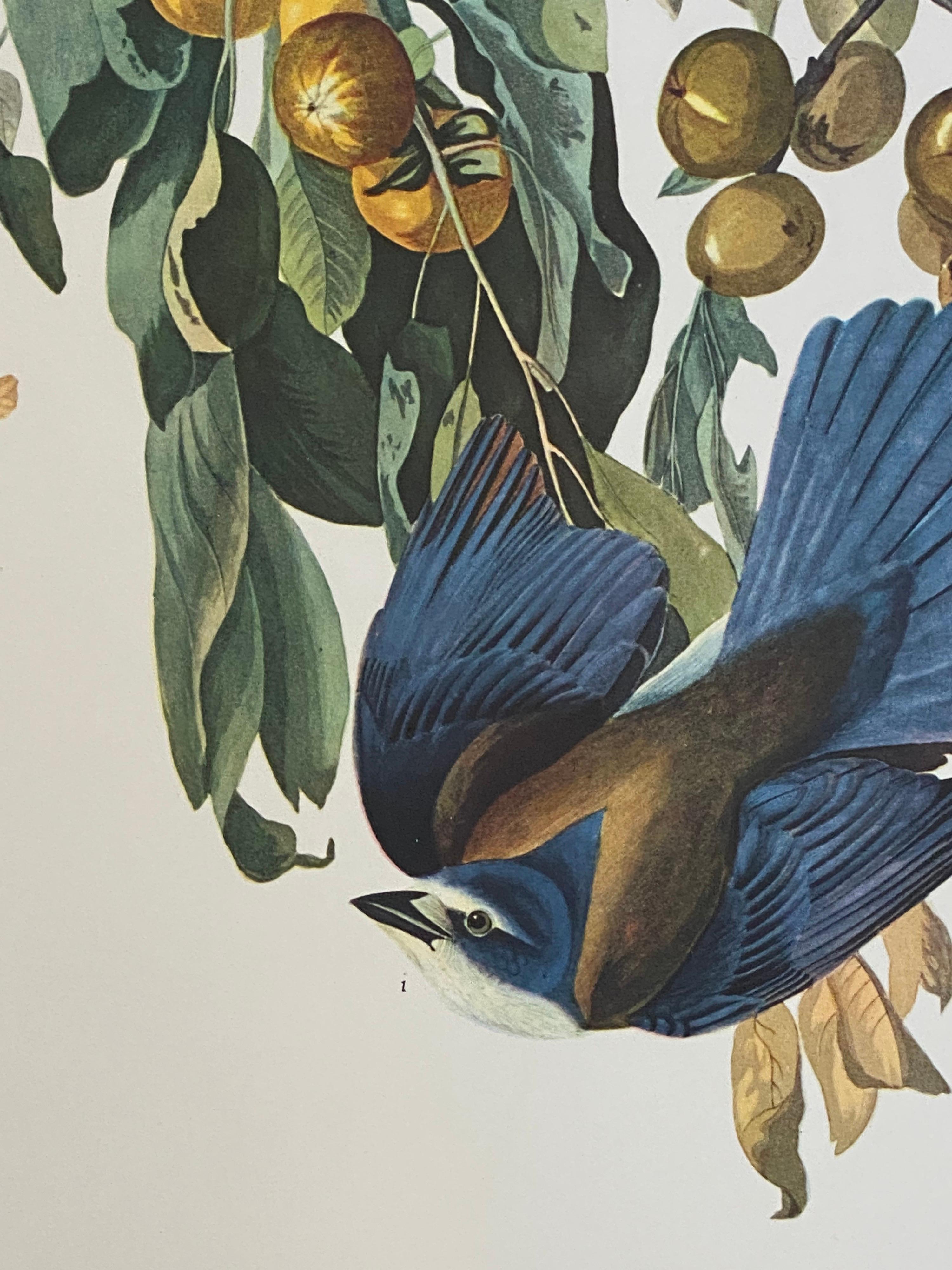 Large Classical Bird Color Print after John James Audubon, Florida Jay In Excellent Condition In Cirencester, GB