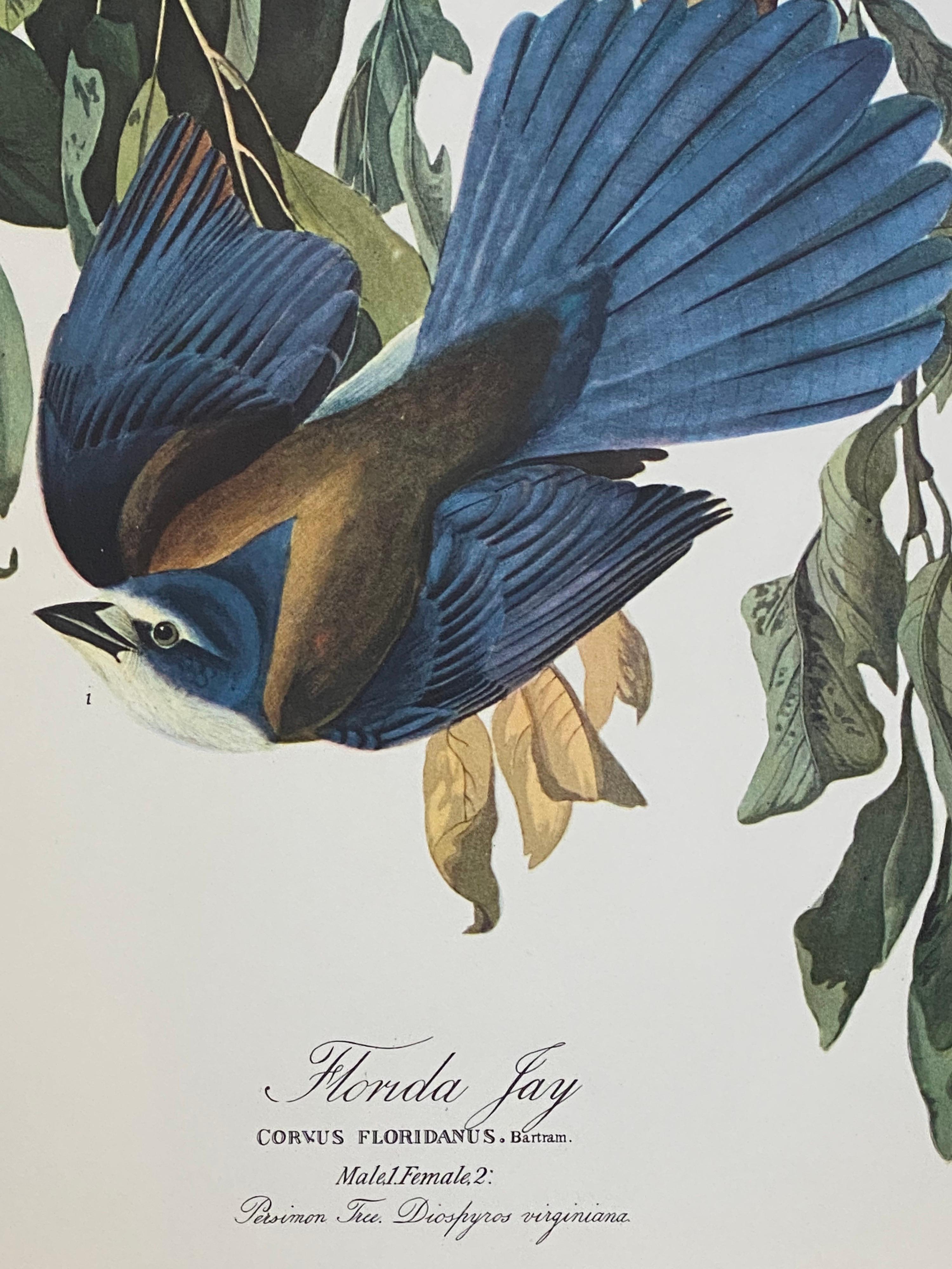 20th Century Large Classical Bird Color Print after John James Audubon, Florida Jay