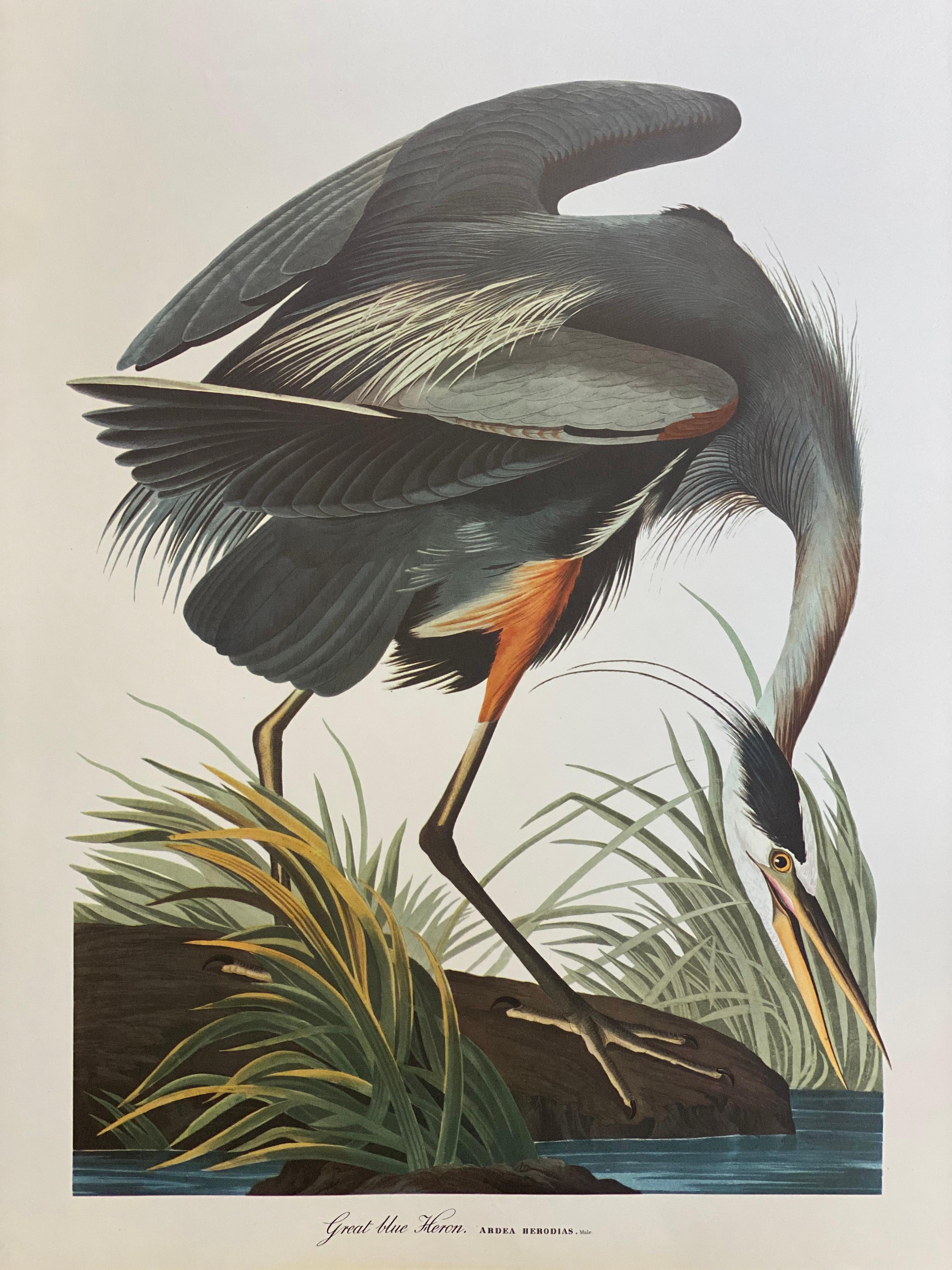 Impression classique d'oiseaux, 
d'après John James Audubon, 
imprimé par Harry N. Abrams, Publishers, New York
non encadré, 17 x 14 pouces impression couleur sur papier
État : très bon
Provenance : d'un collectionneur privé ici au Royaume-Uni.