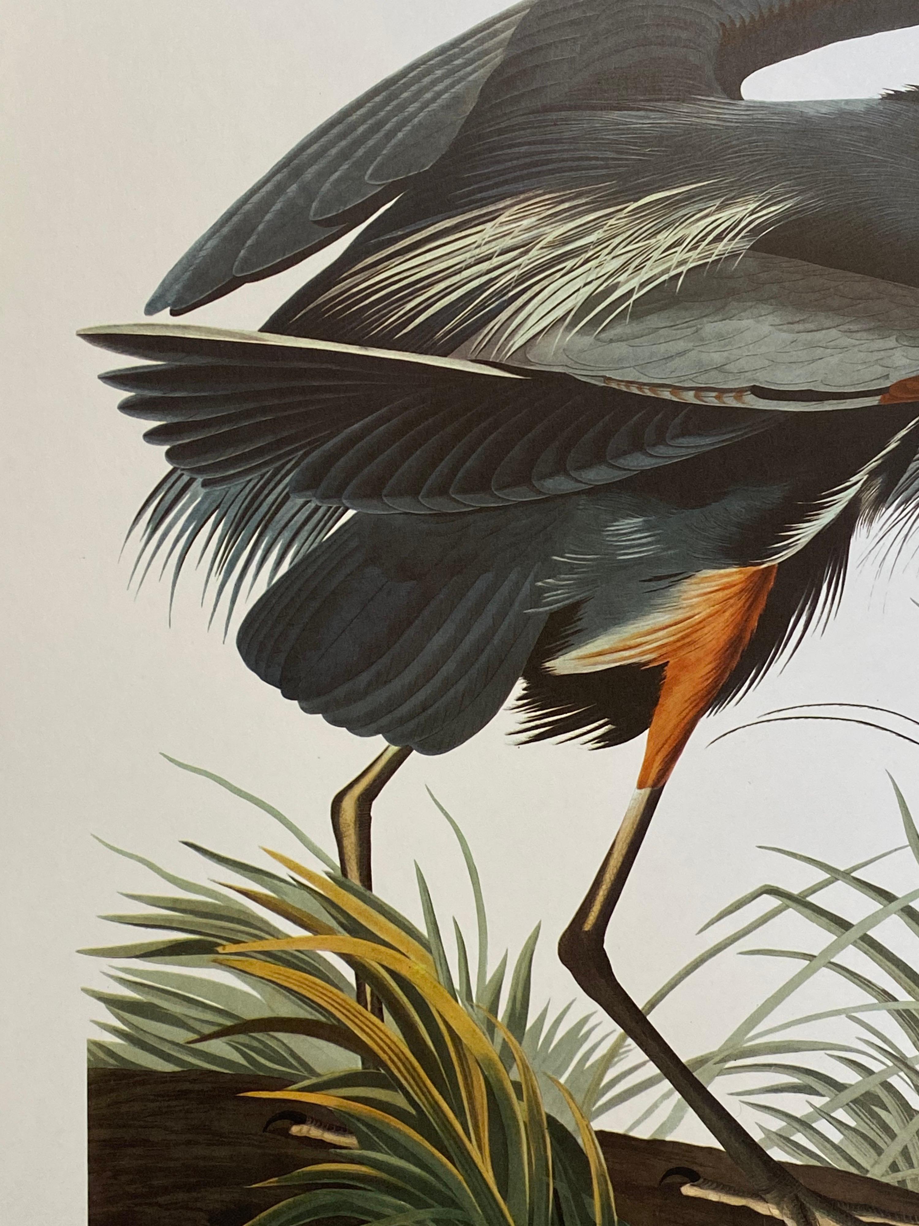 Victorien Grand imprimé classique en couleur oiseau d'après John James Audubon, Grand héron bleu en vente