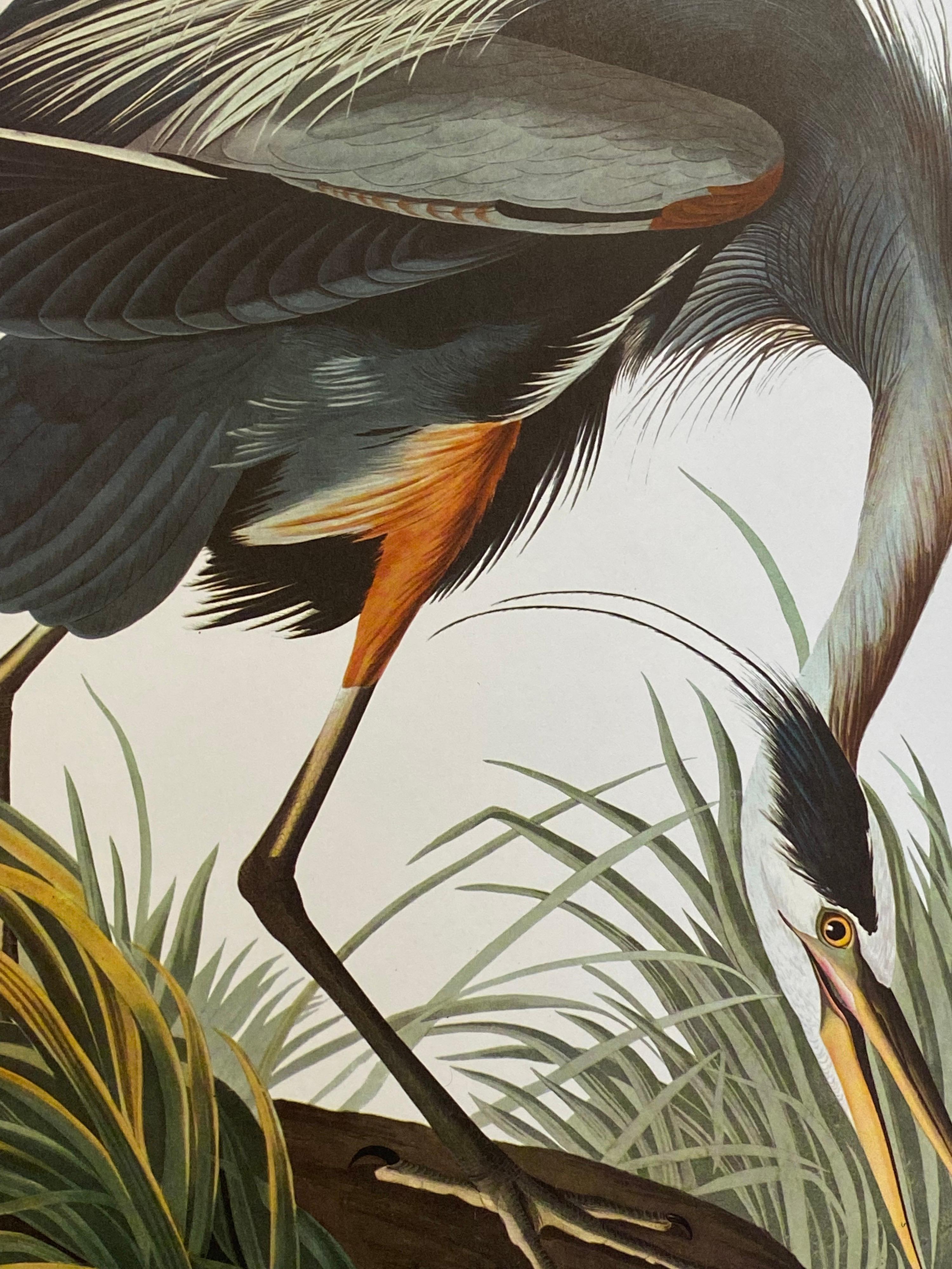 Victorian Large Classical Bird Color Print After John James Audubon, Great Blue Heron For Sale