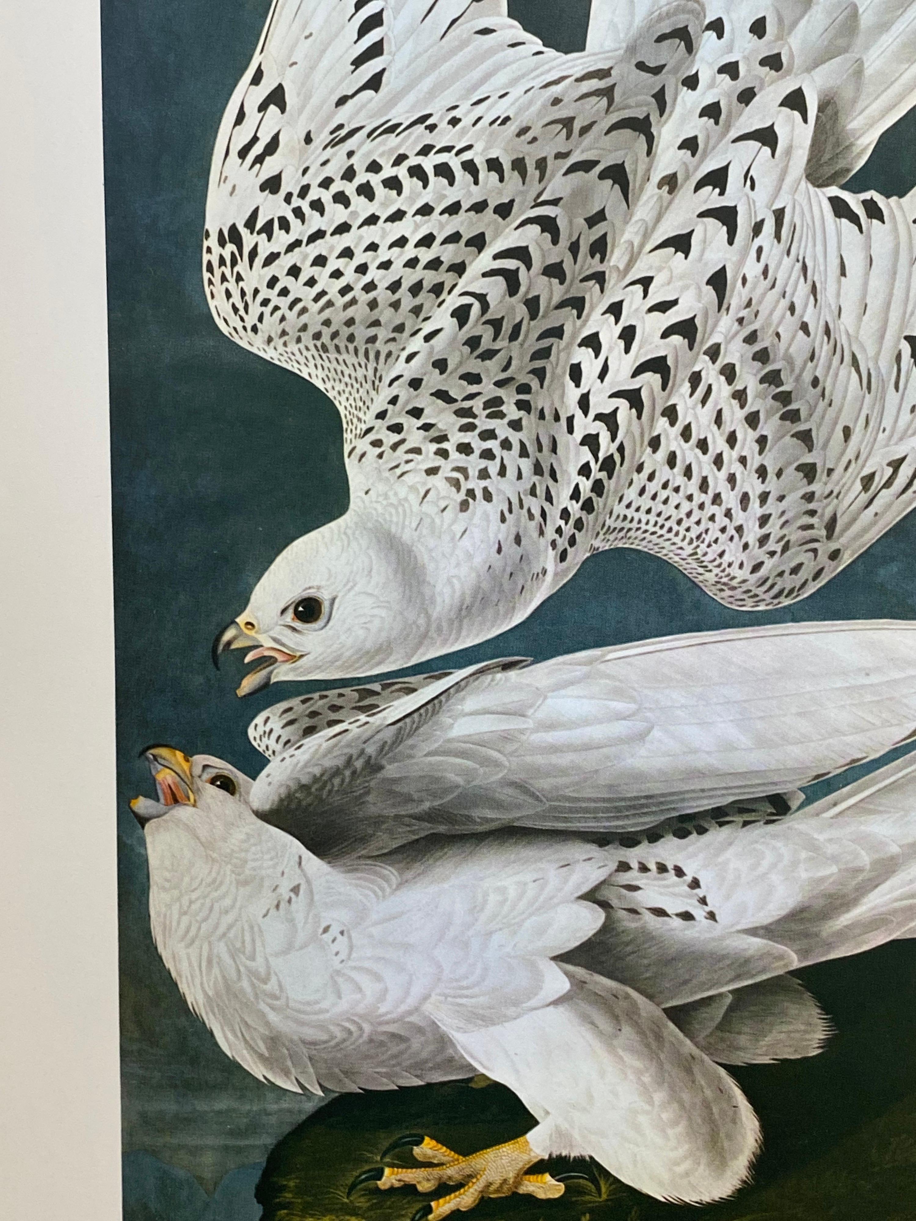 Victorian Large Classical Bird Color Print after John James Audubon -Iceland Or Ler Falcon For Sale