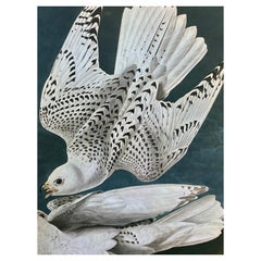 Grand imprimé classique d'oiseaux en couleur d'après John James Audubon -Iceland Or Ler Falcon