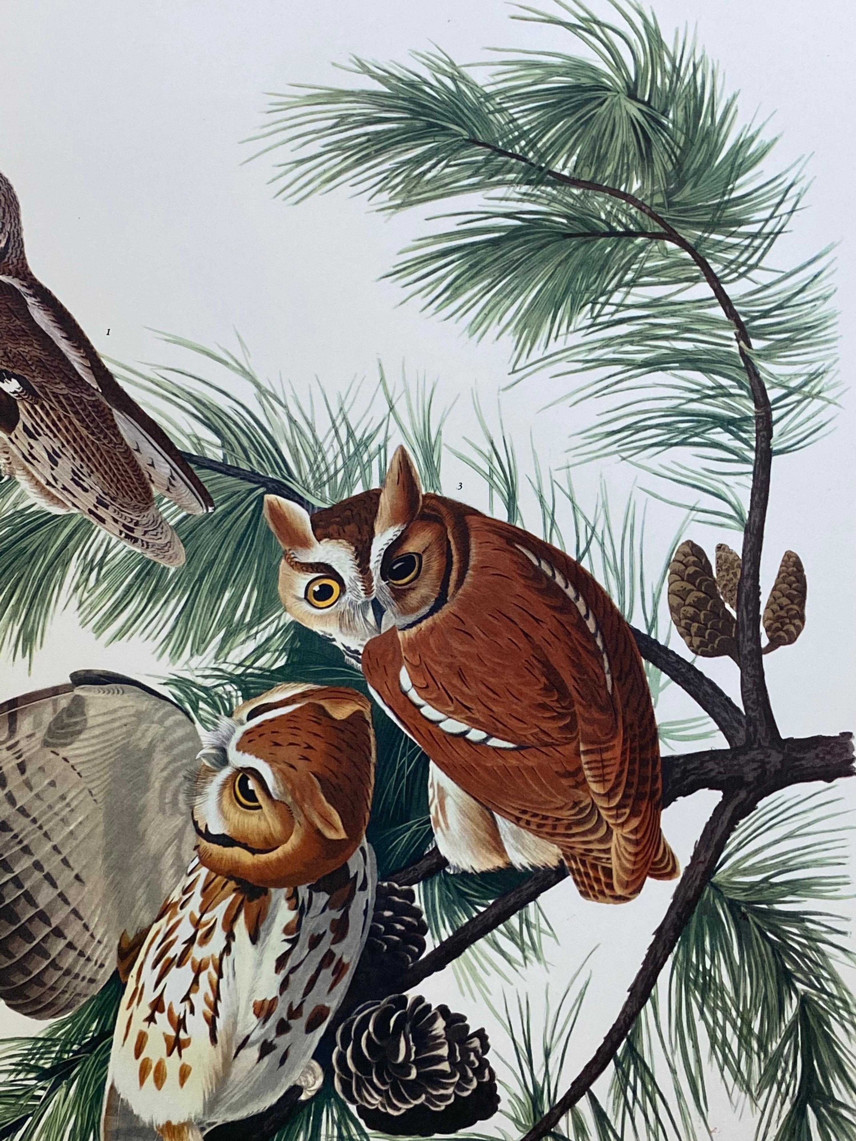 Victorian Large Classical Bird Color Print After John James Audubon, Little Screech Owls For Sale