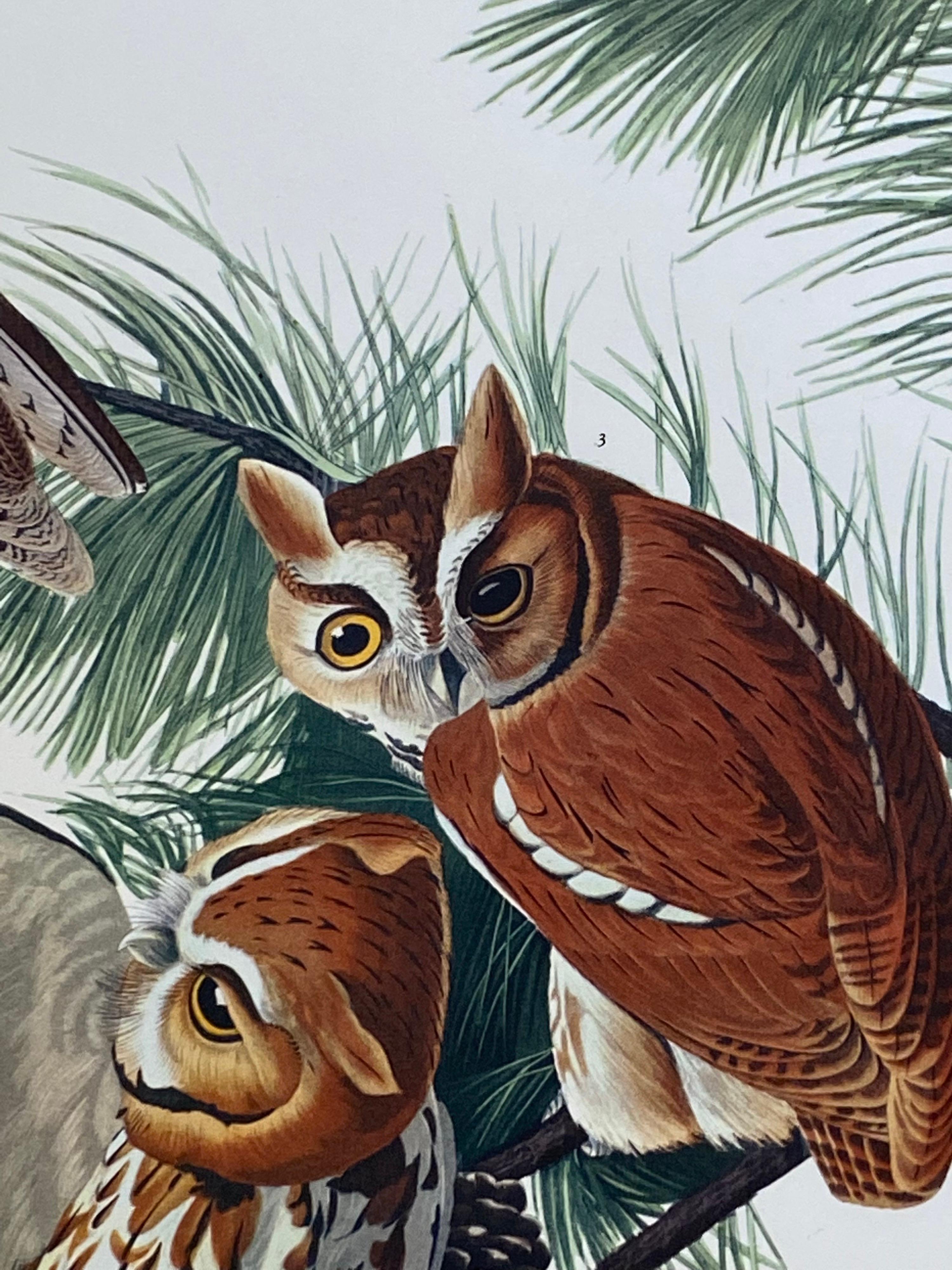 Large Classical Bird Color Print After John James Audubon, Little Screech Owls In Excellent Condition For Sale In Cirencester, GB