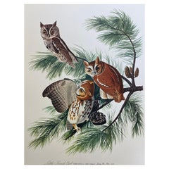 Vintage Large Classical Bird Color Print After John James Audubon, Little Screech Owls