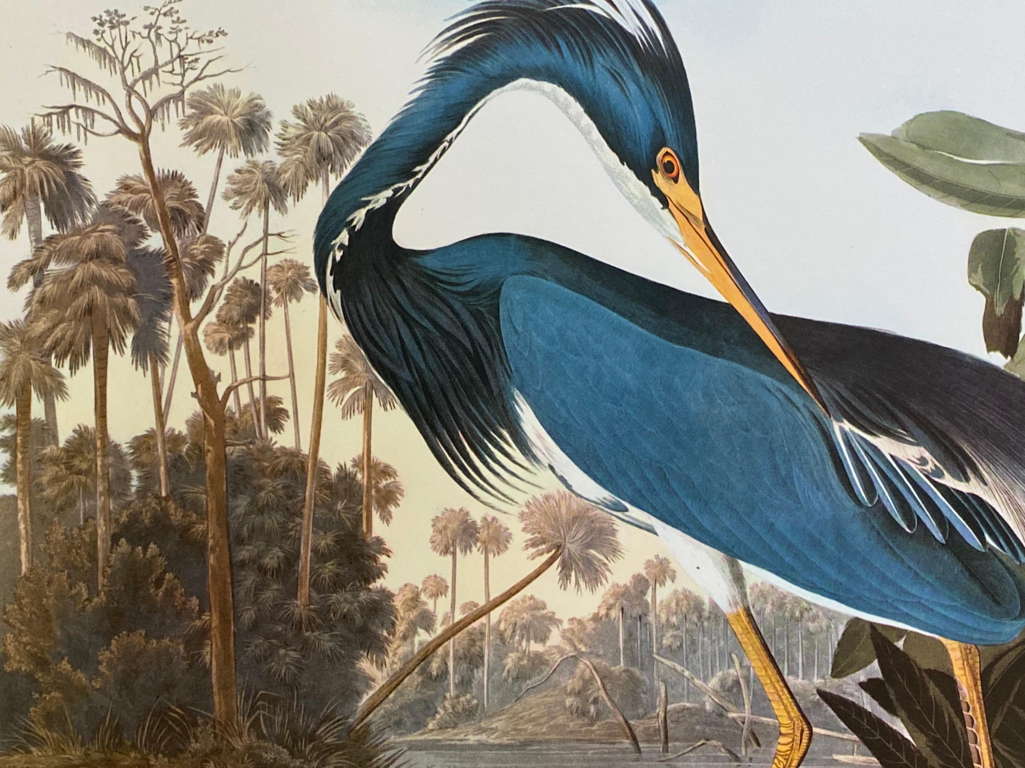 Victorien Grande impression classique en couleur d'oiseau d'après John James Audubon, Louisiane Heron en vente