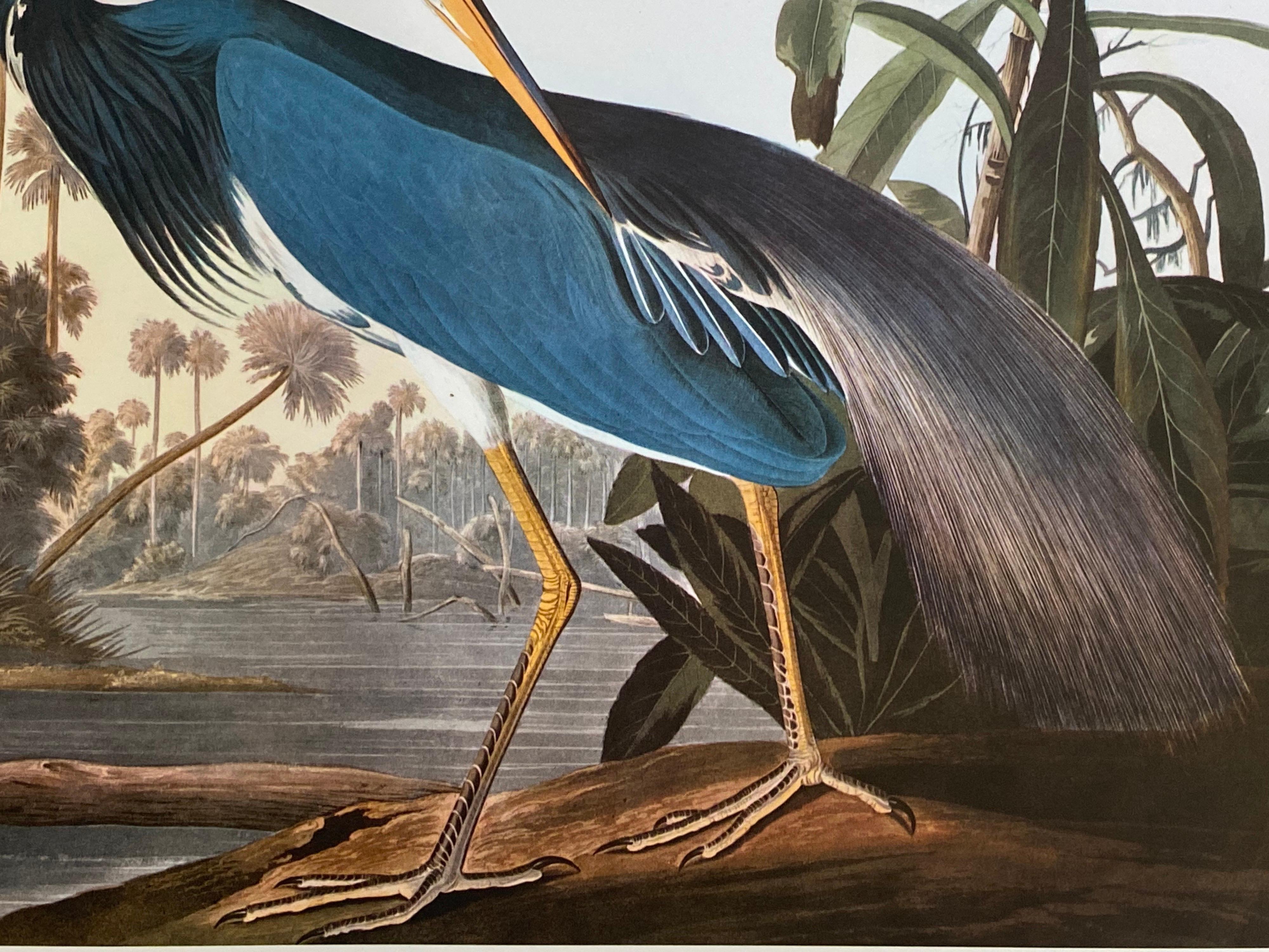 20ième siècle Grande impression classique en couleur d'oiseau d'après John James Audubon, Louisiane Heron en vente