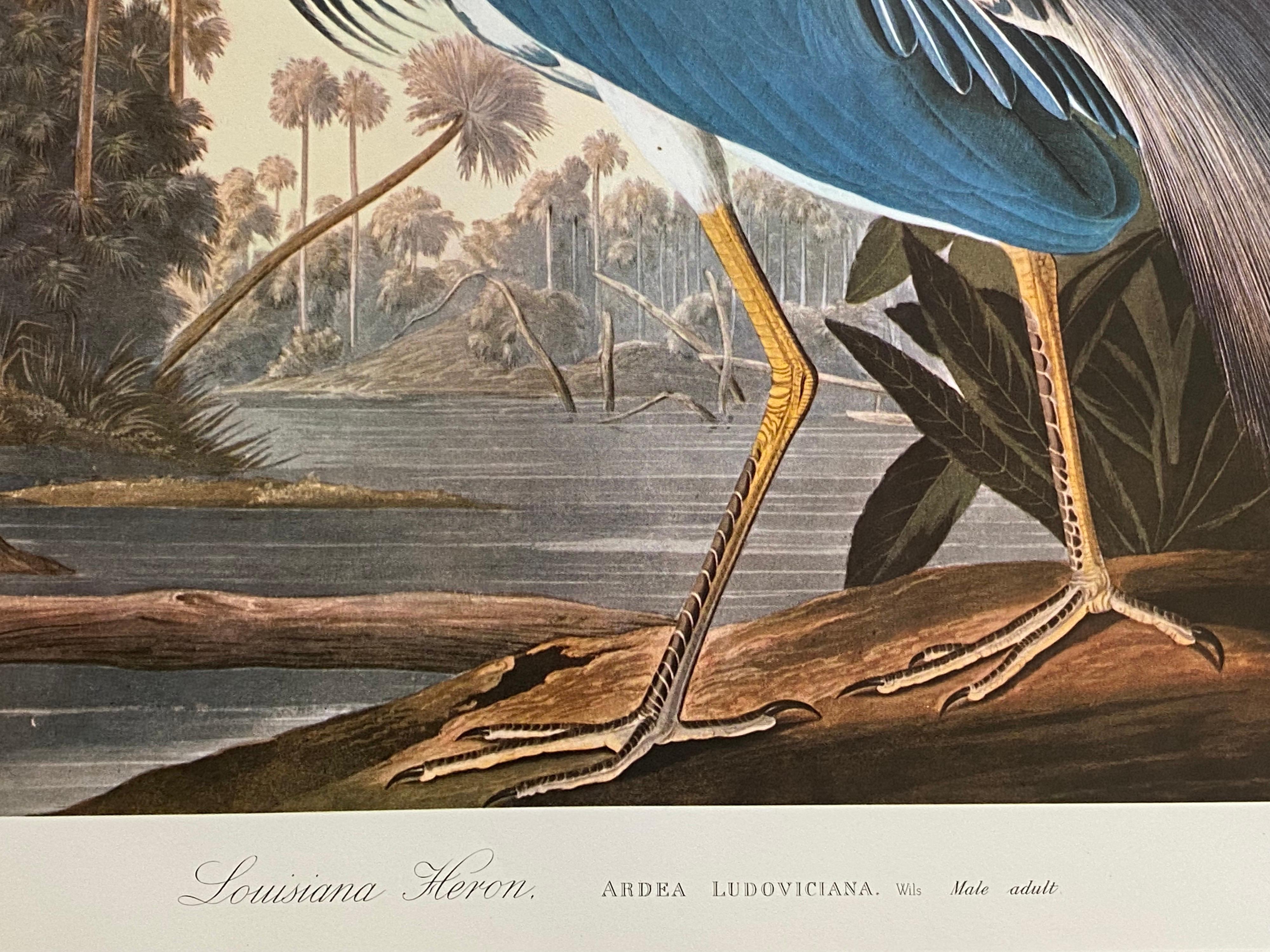 Autre Grande impression classique en couleur d'oiseau d'après John James Audubon, Louisiane Heron en vente