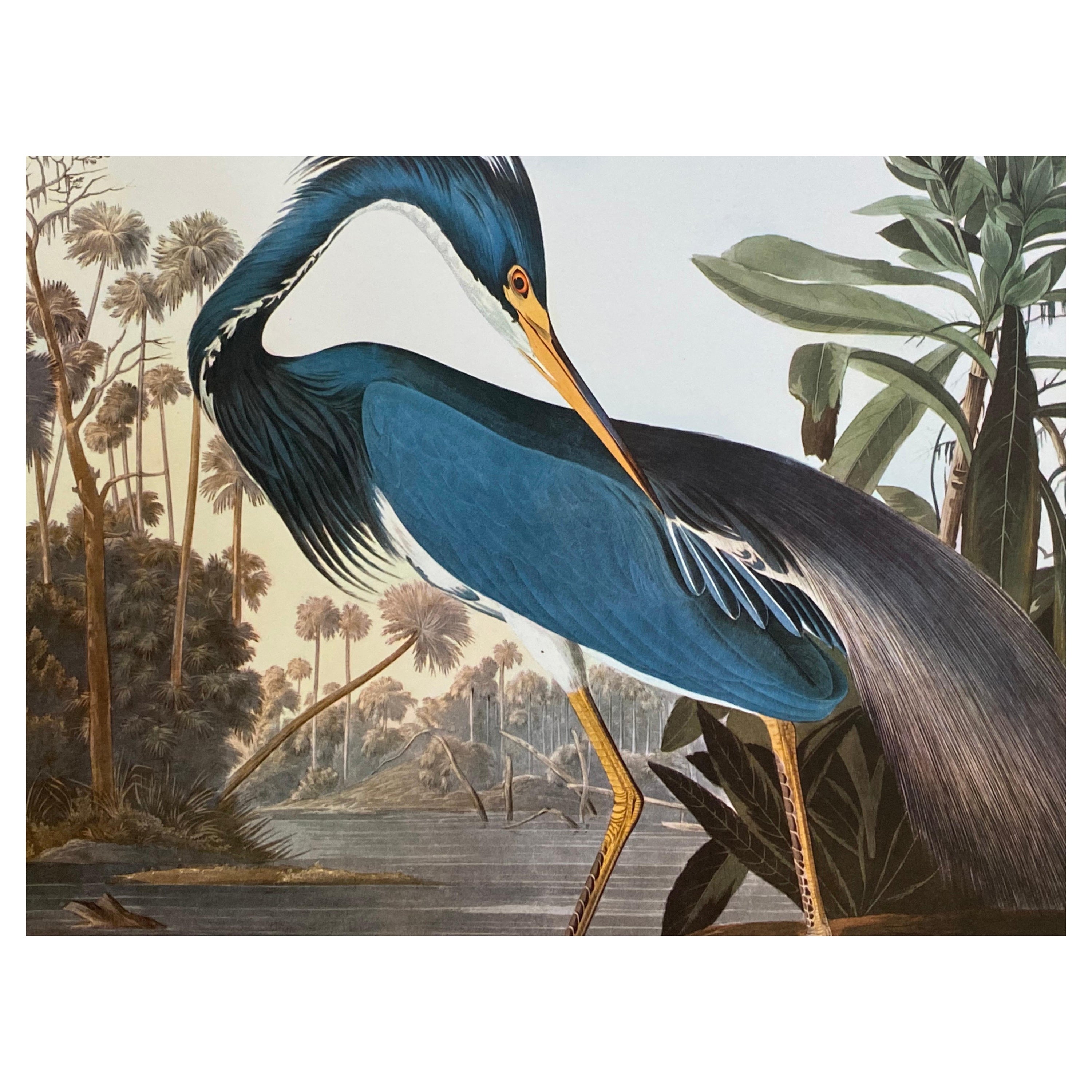 Grande estampe classique d'oiseaux en couleurs After John James Audubon, Héron de Louisiane