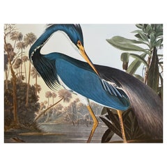 Vintage Large Classical Bird Color Print After John James Audubon, Louisiana Heron