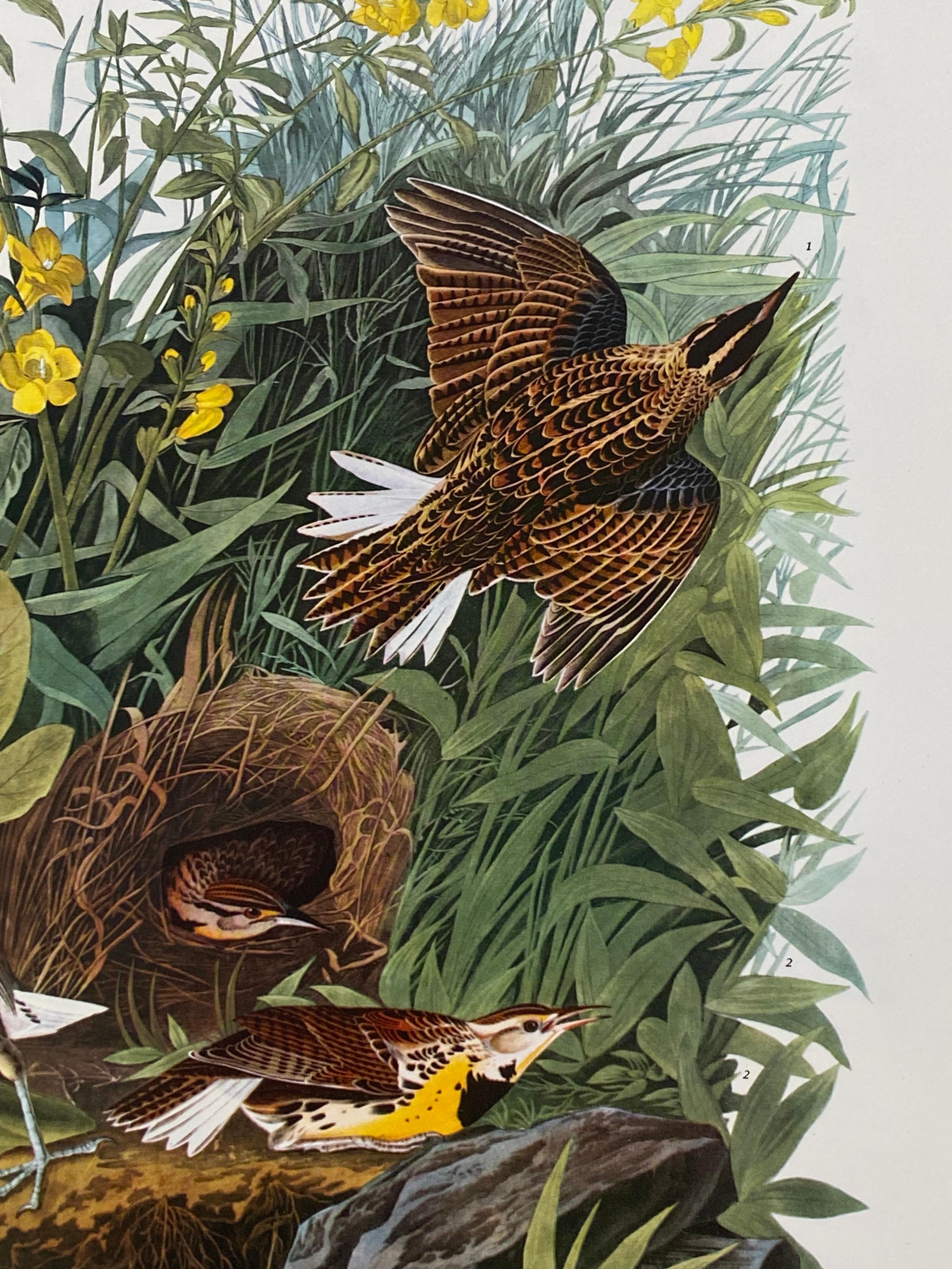 Victorian Large Classical Bird Color Print after John James Audubon, Meadow Lark For Sale