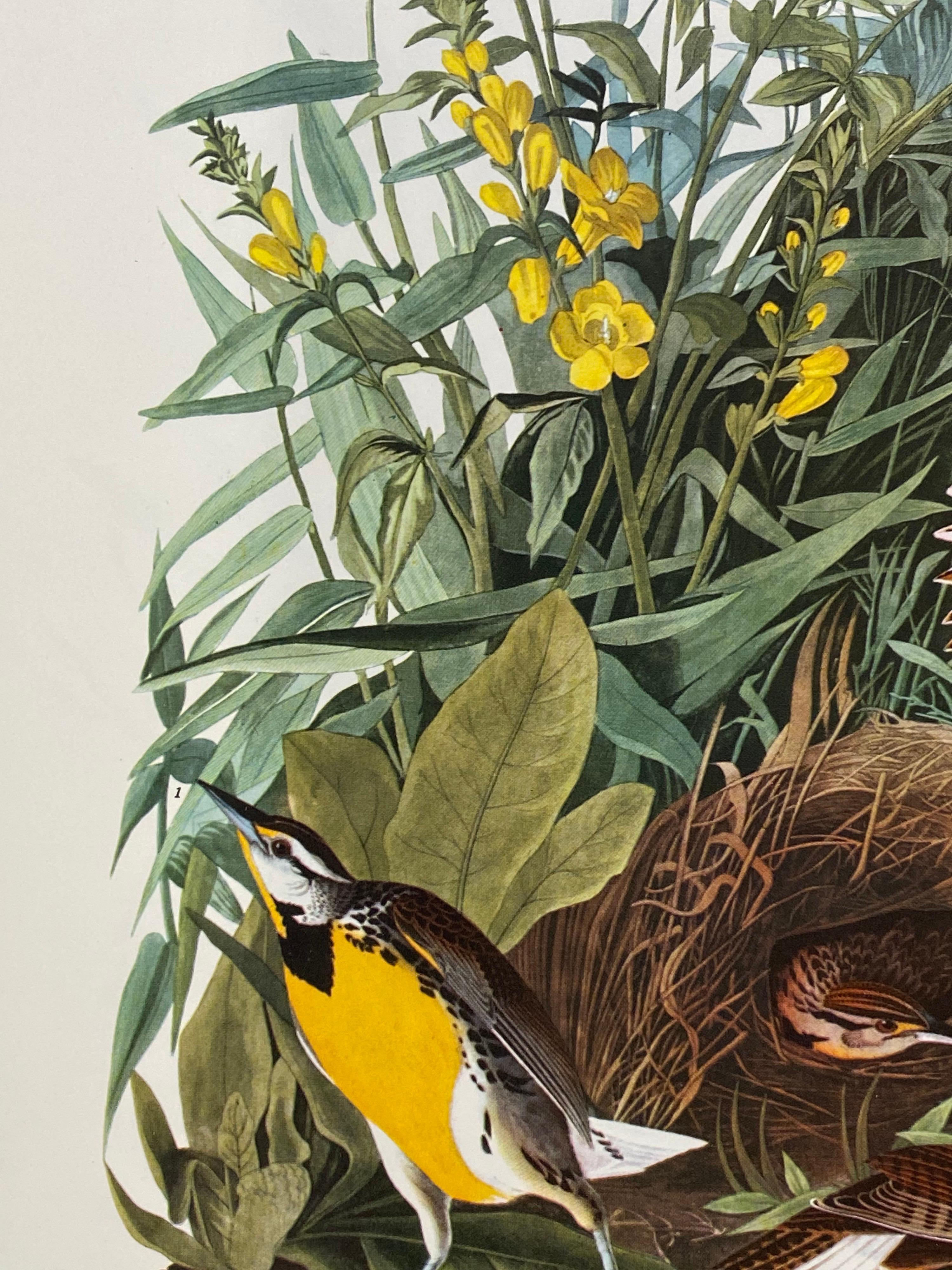 20th Century Large Classical Bird Color Print after John James Audubon, Meadow Lark For Sale