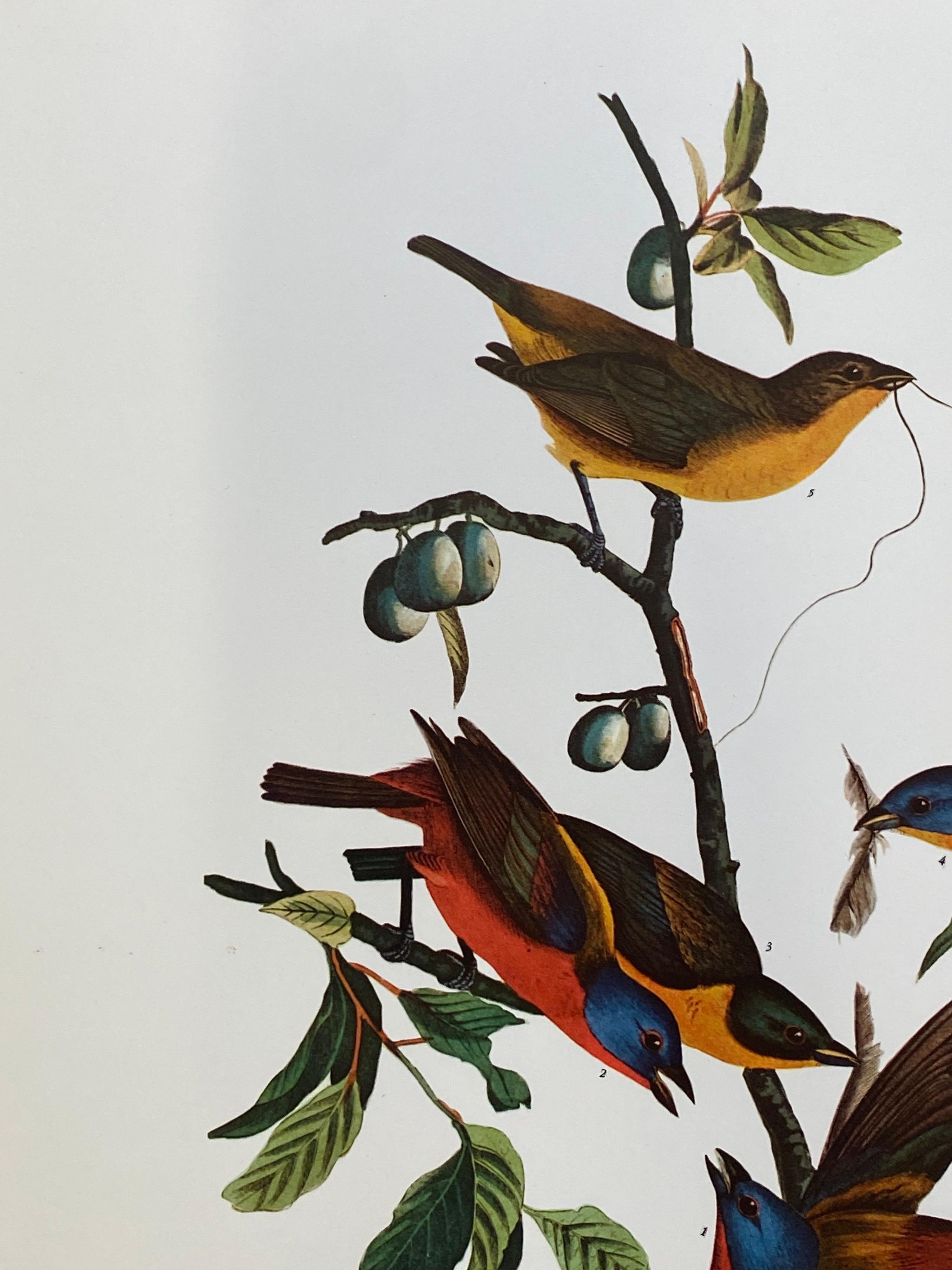 Victorian Large Classical Bird Color Print after John James Audubon, Painted Finch For Sale
