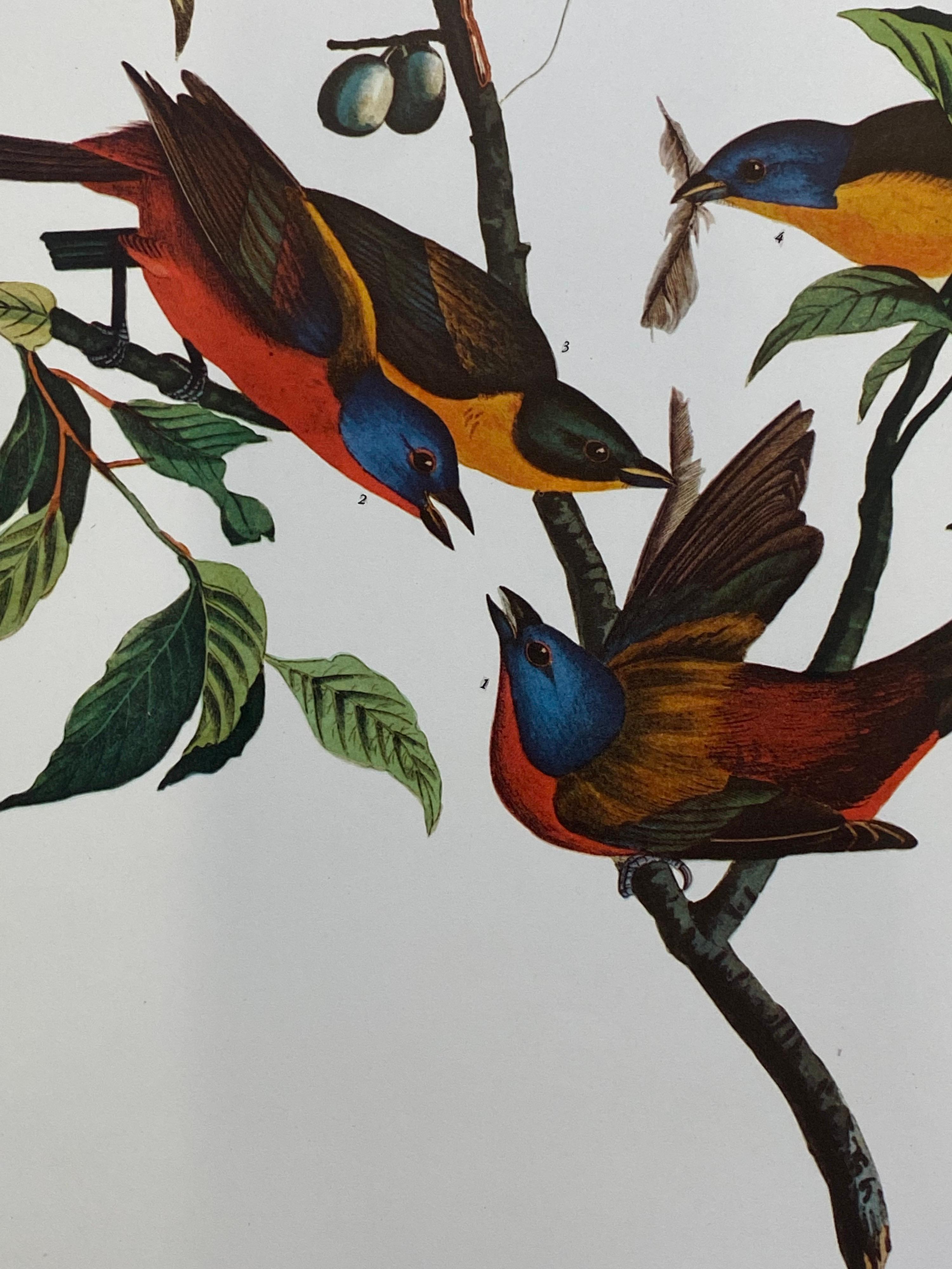 Großer klassischer Vogel-Farbdruck nach John James Audubon, bemalte Oberfläche im Zustand „Hervorragend“ im Angebot in Cirencester, GB