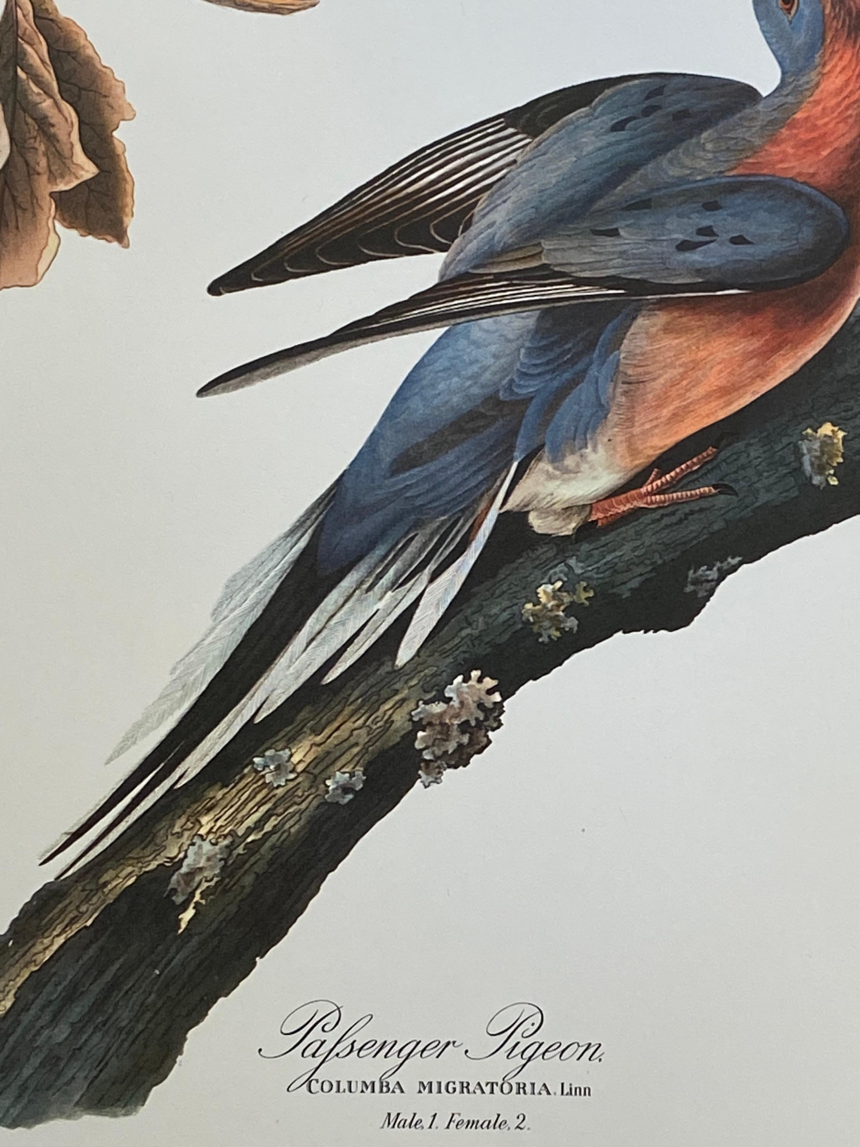 Victorian Large Classical Bird Color Print after John James Audubon, Passenger Pigeon For Sale