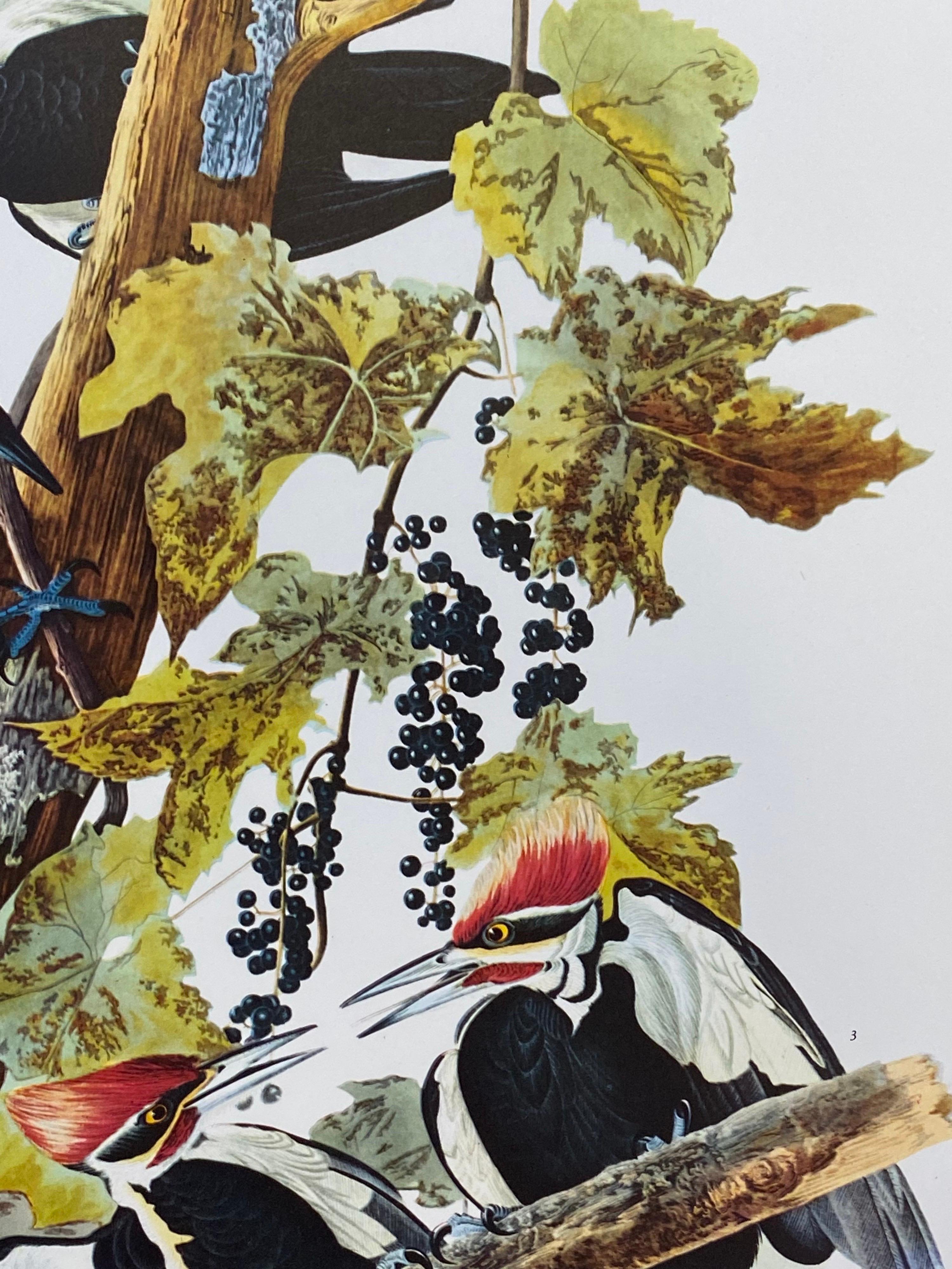 Victorian Large Classical Bird Color Print After John James Audubon, Pileated Woodpecker For Sale