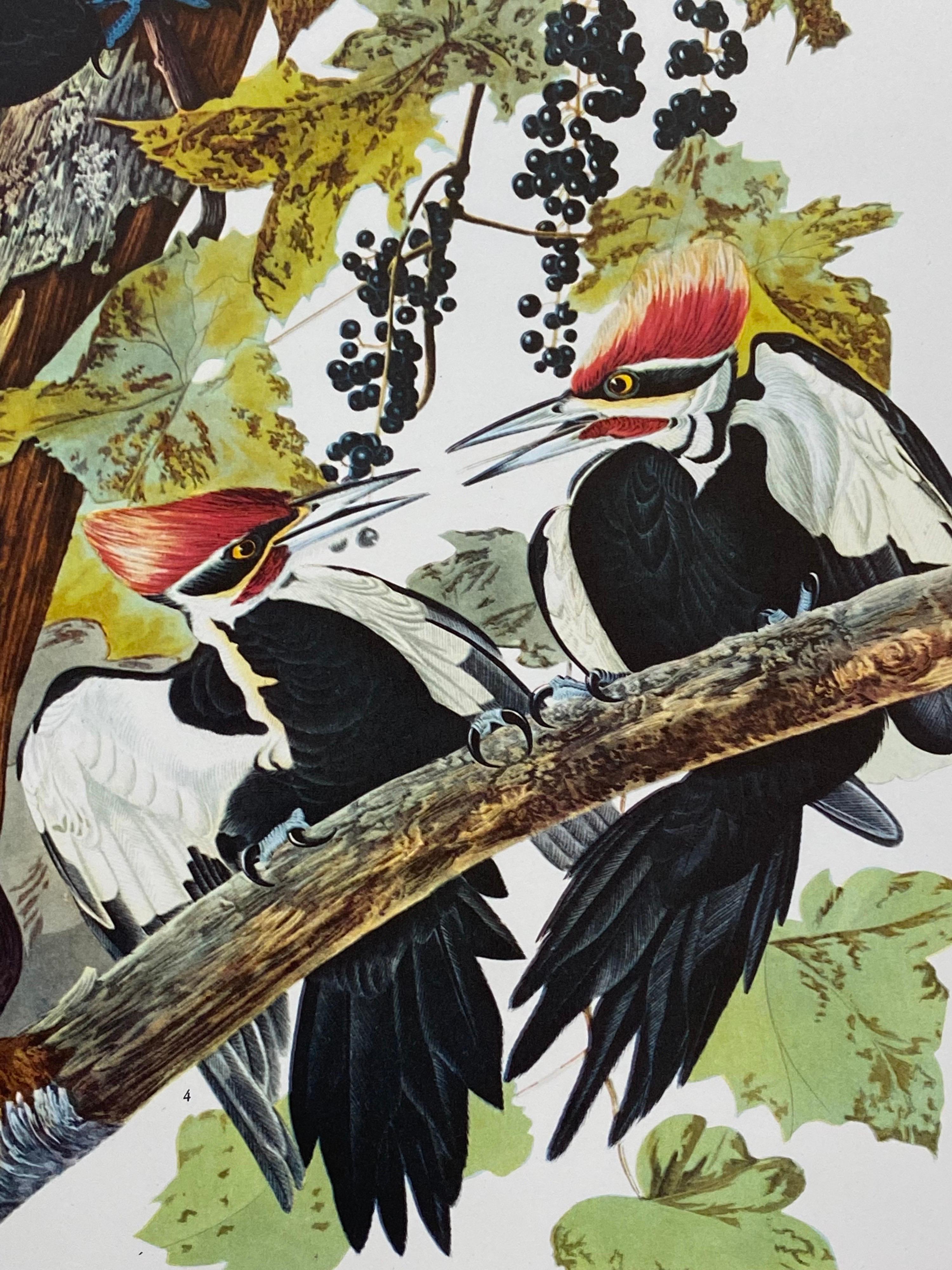 Large Classical Bird Color Print After John James Audubon, Pileated Woodpecker In Excellent Condition For Sale In Cirencester, GB