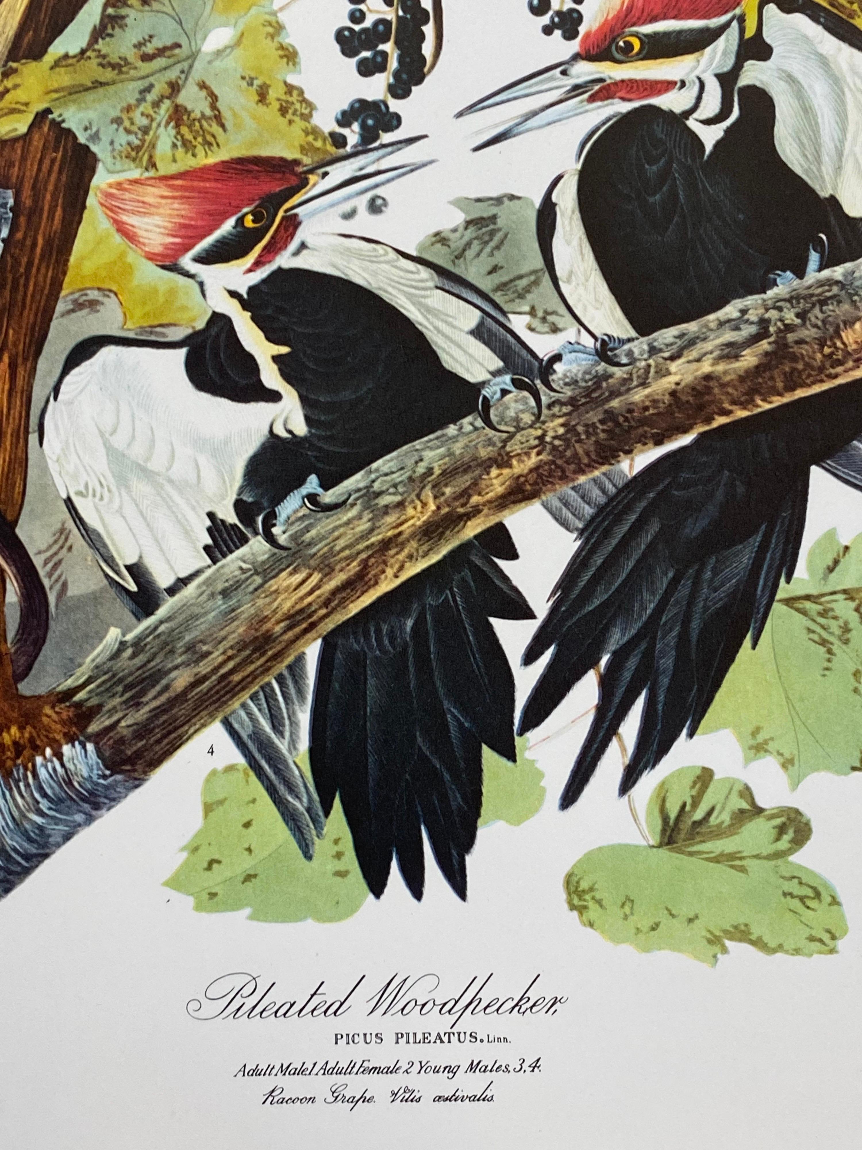 20th Century Large Classical Bird Color Print After John James Audubon, Pileated Woodpecker For Sale