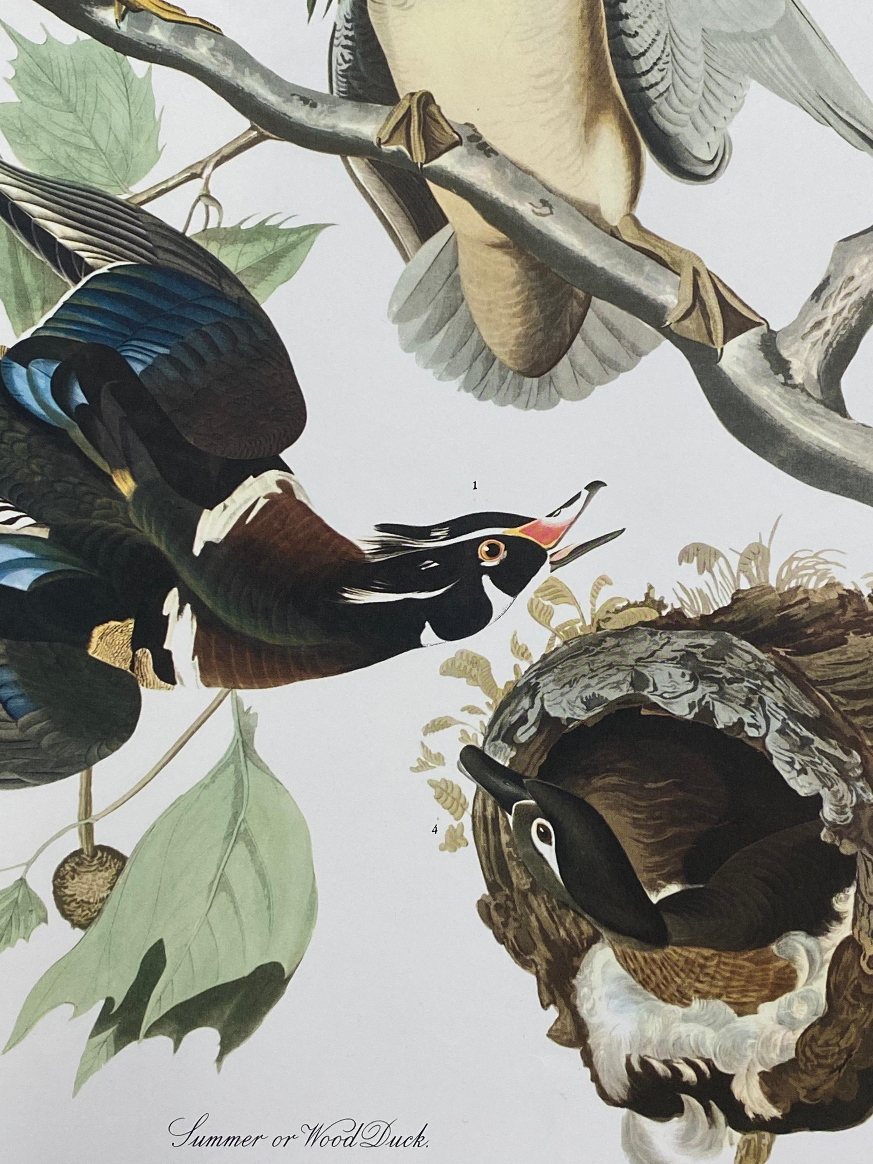 Victorian Large Classical Bird Color Print after John James Audubon, Summer or Woodduck For Sale