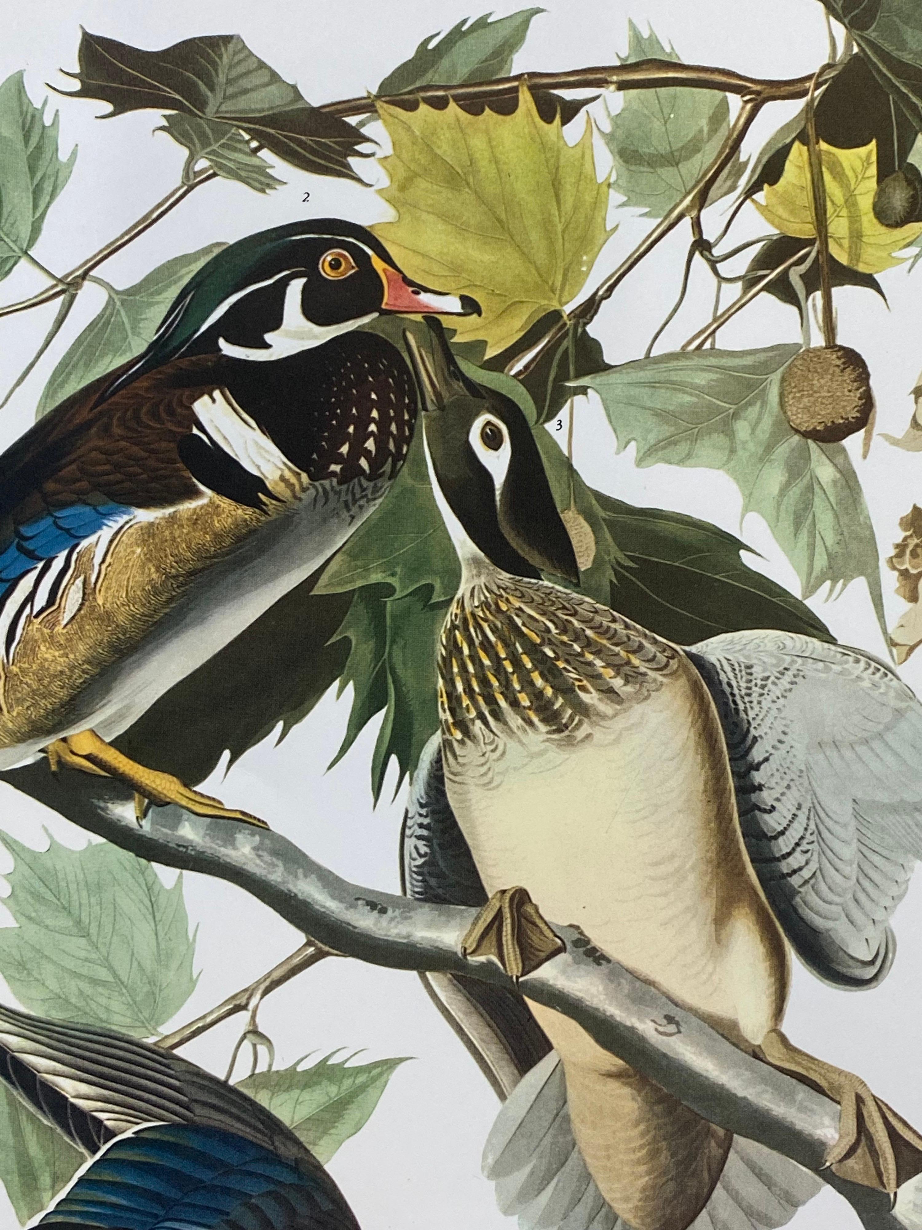 Large Classical Bird Color Print after John James Audubon, Summer or Woodduck In Excellent Condition For Sale In Cirencester, GB