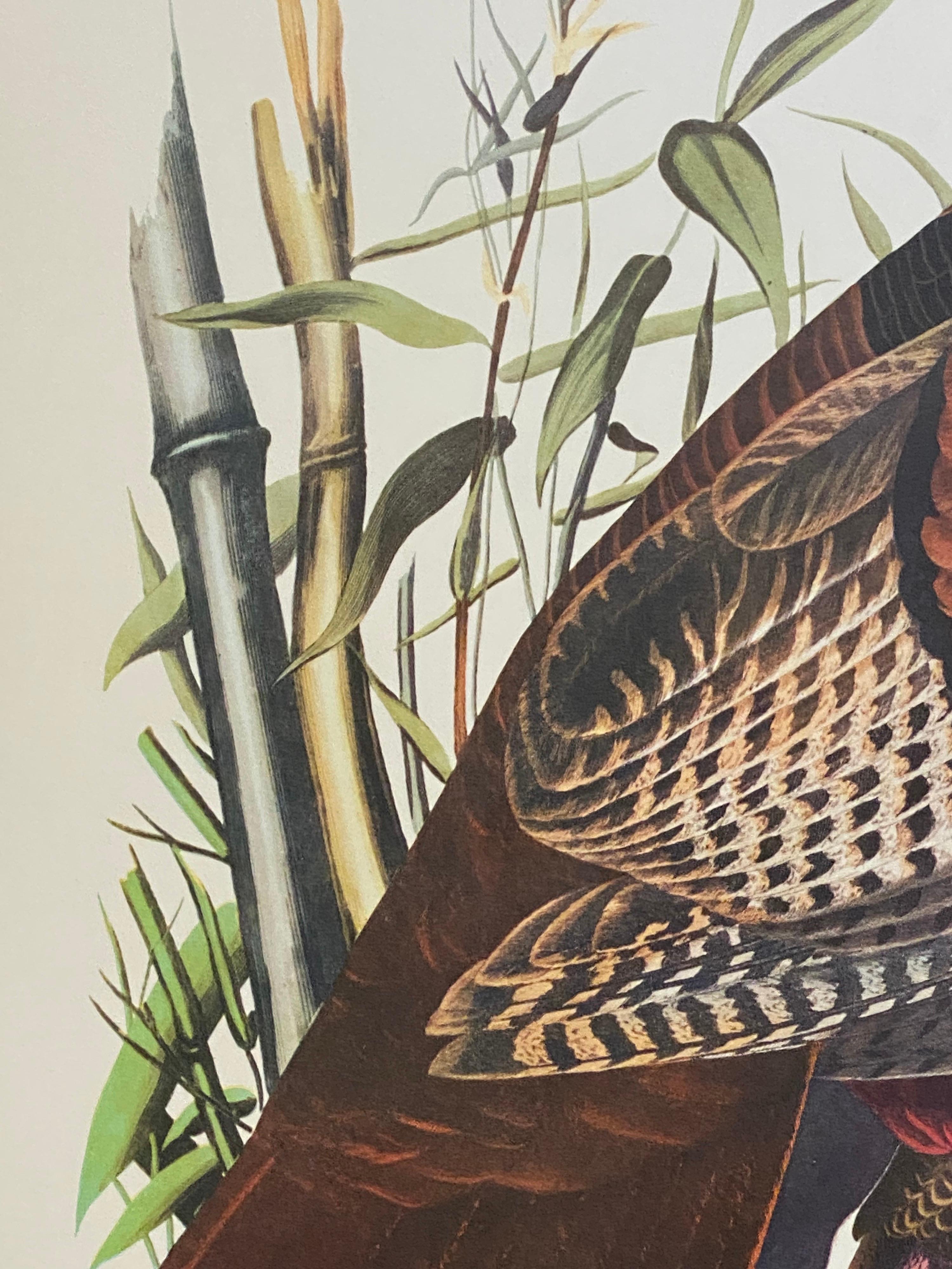 Victorien Grand imprimé classique en couleur d'oiseaux d'après John James Audubon, Turquie sauvage en vente