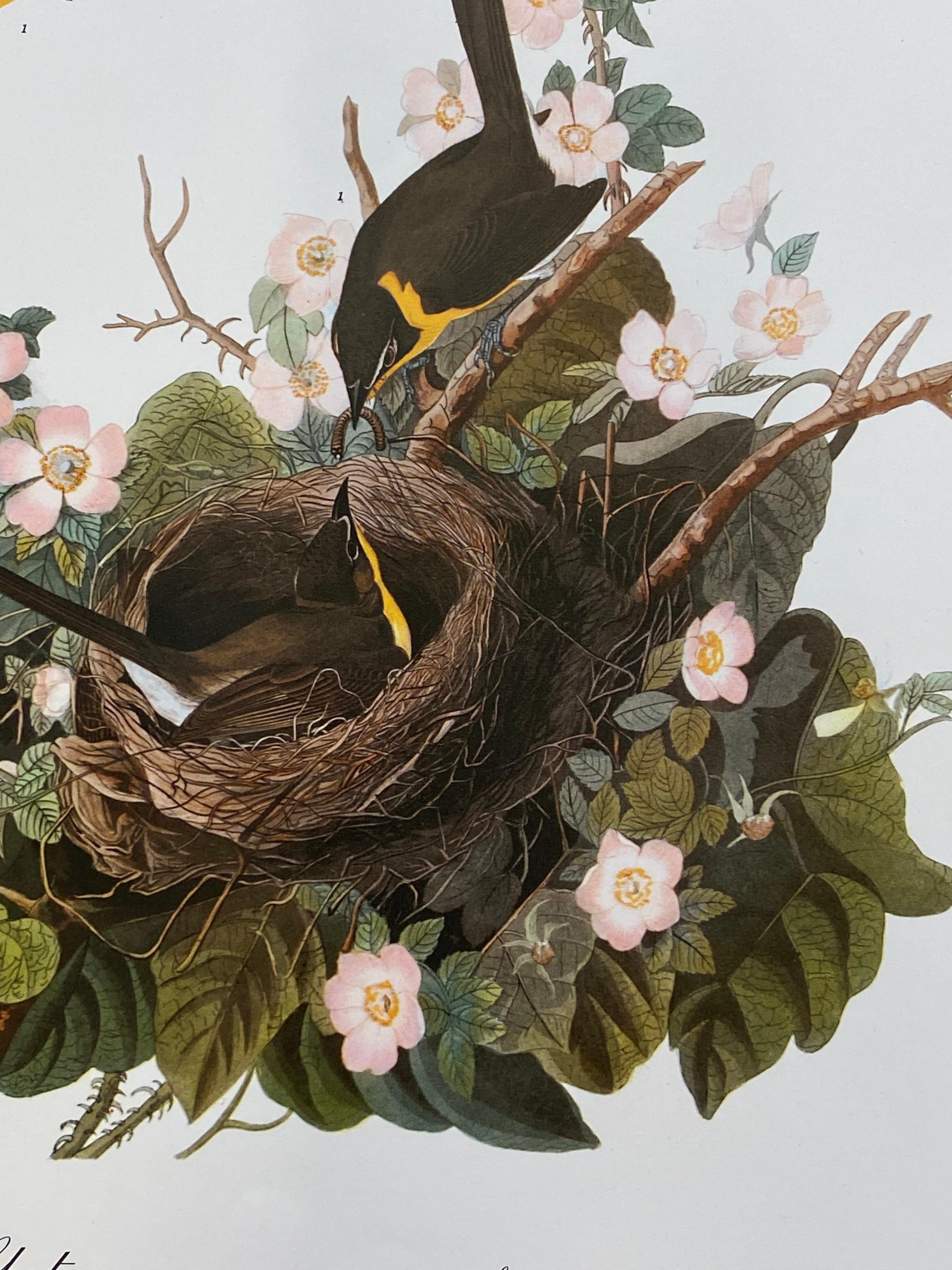 Victorian Large Classical Bird Color Print after John James Audubon, Yellow Breasted Chat For Sale