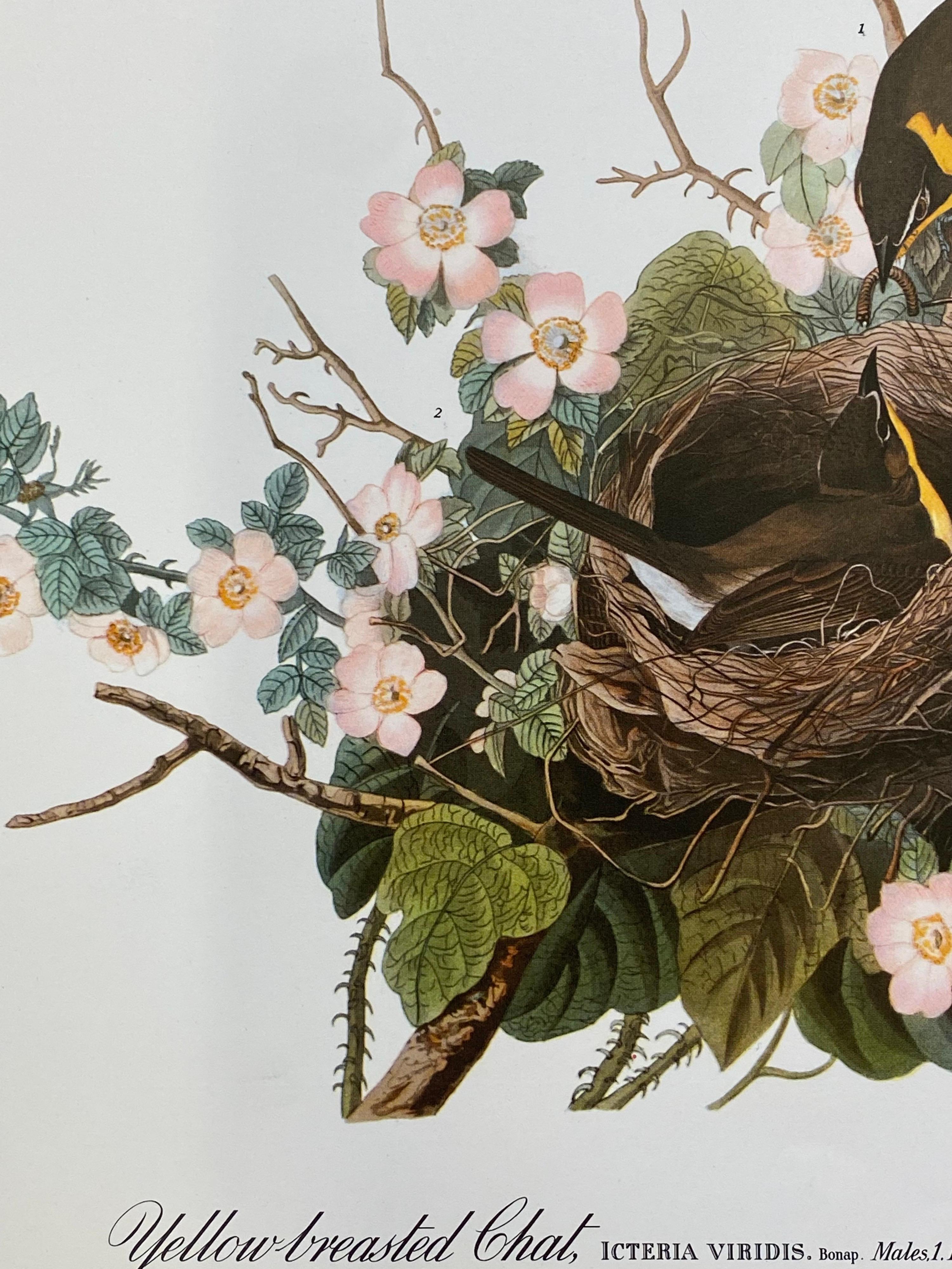 Large Classical Bird Color Print after John James Audubon, Yellow Breasted Chat In Excellent Condition For Sale In Cirencester, GB